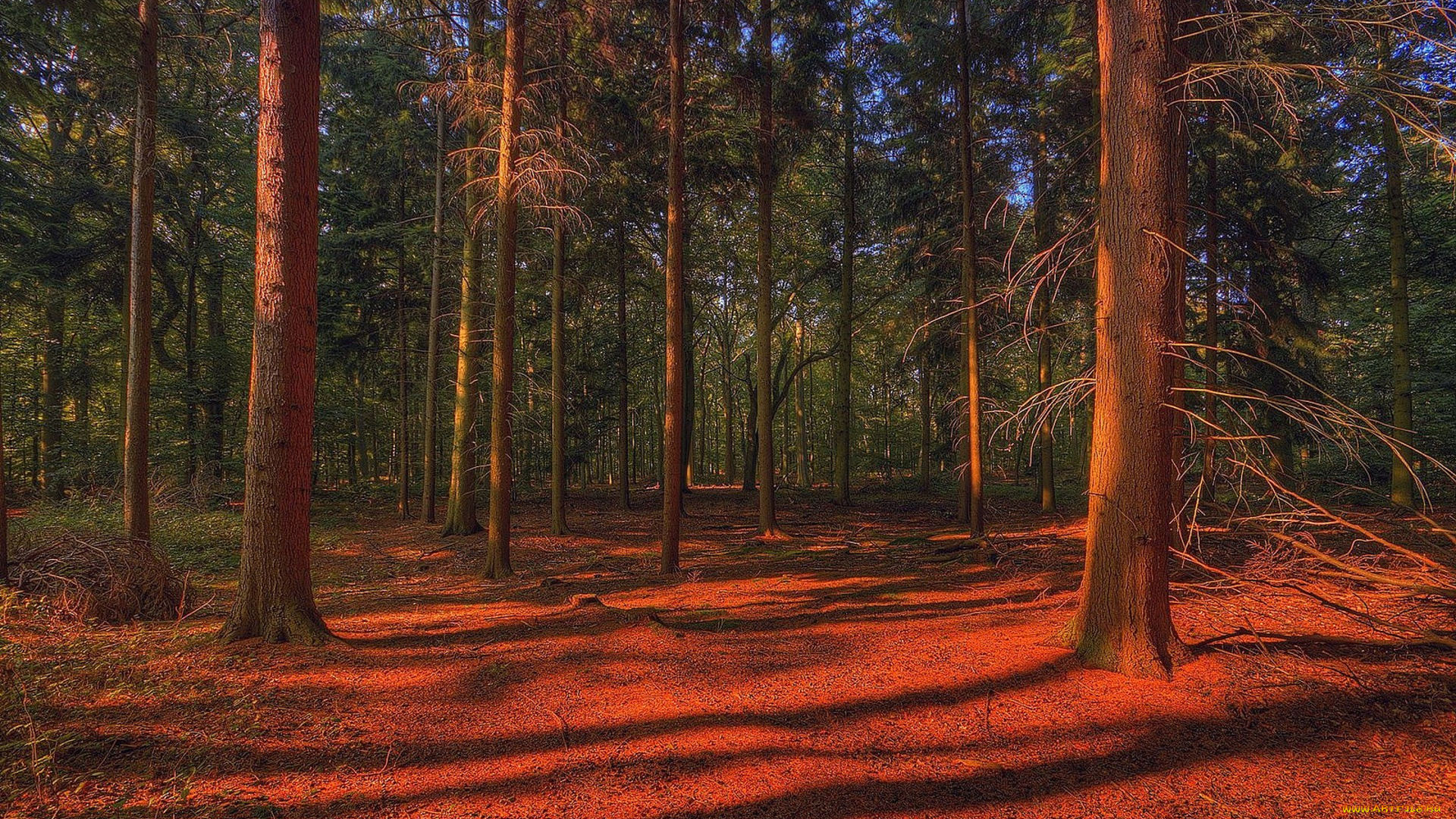 природа, лес, простор