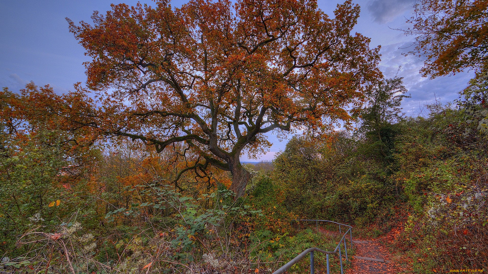 природа, лес, простор