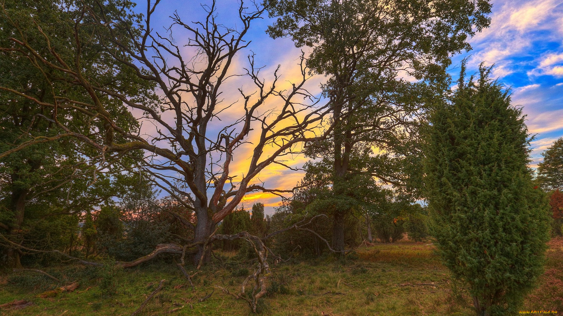 природа, лес, простор