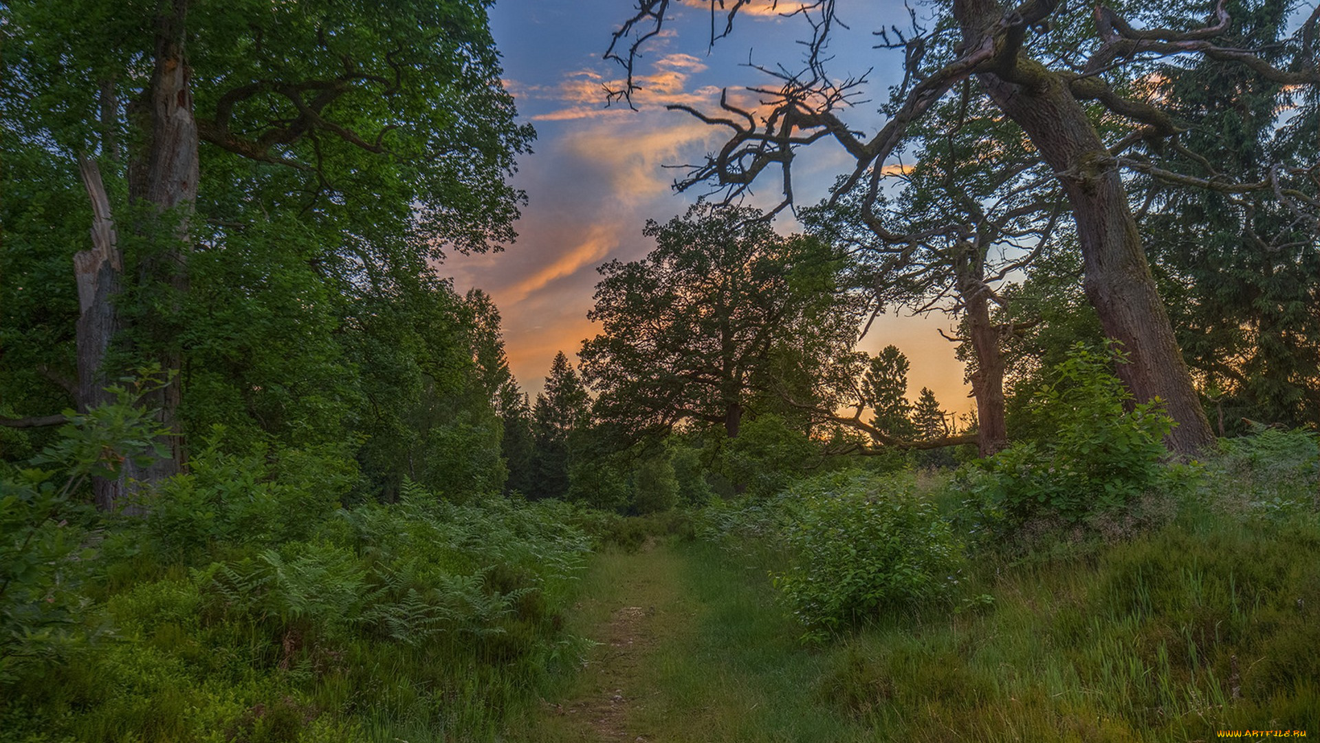 природа, лес, простор