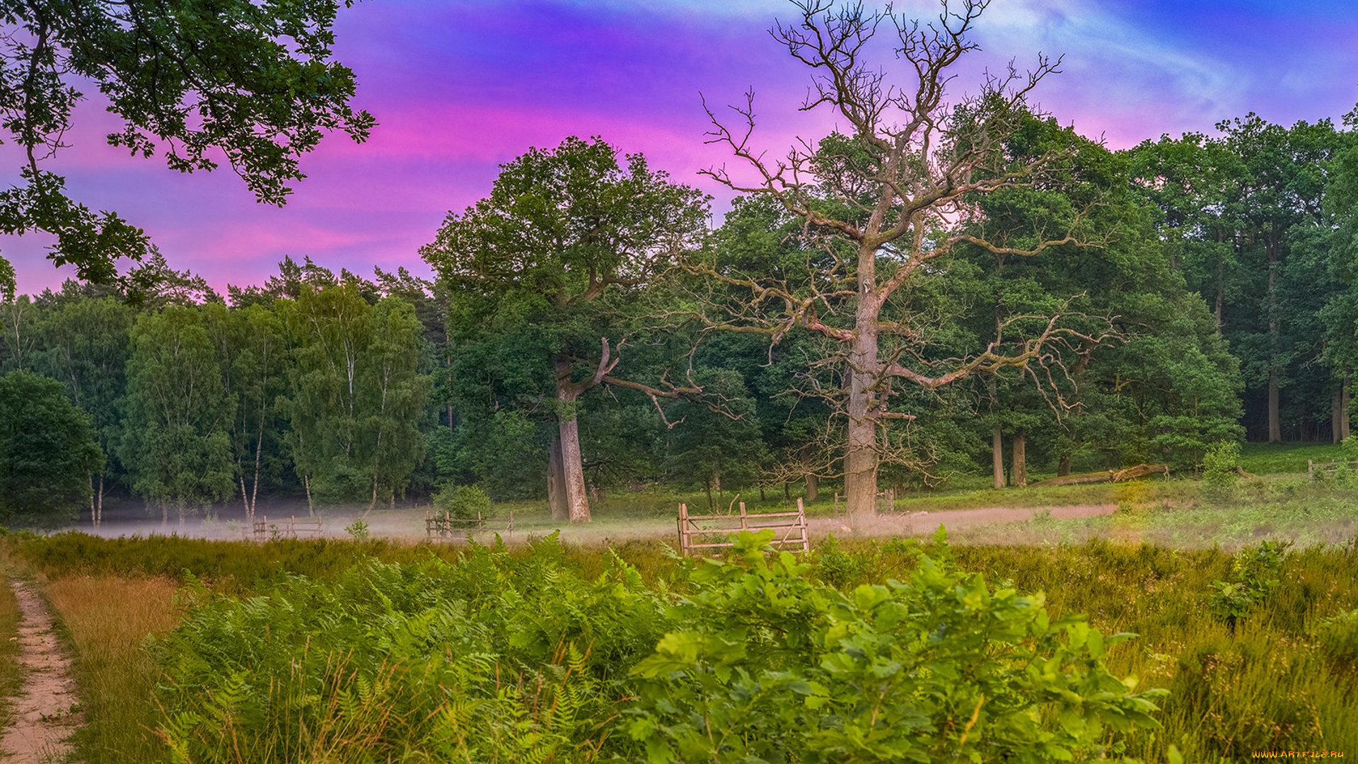 природа, лес, простор