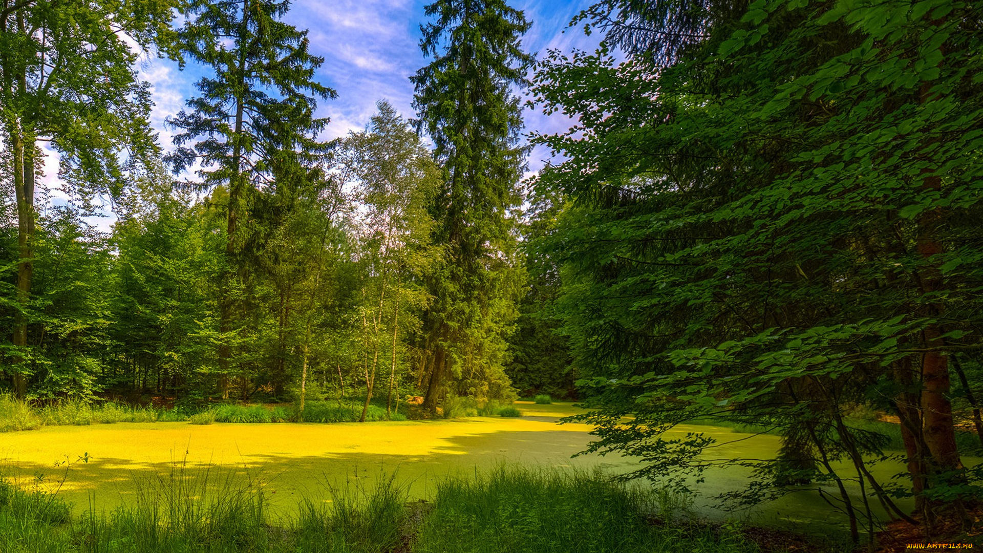 природа, лес, простор