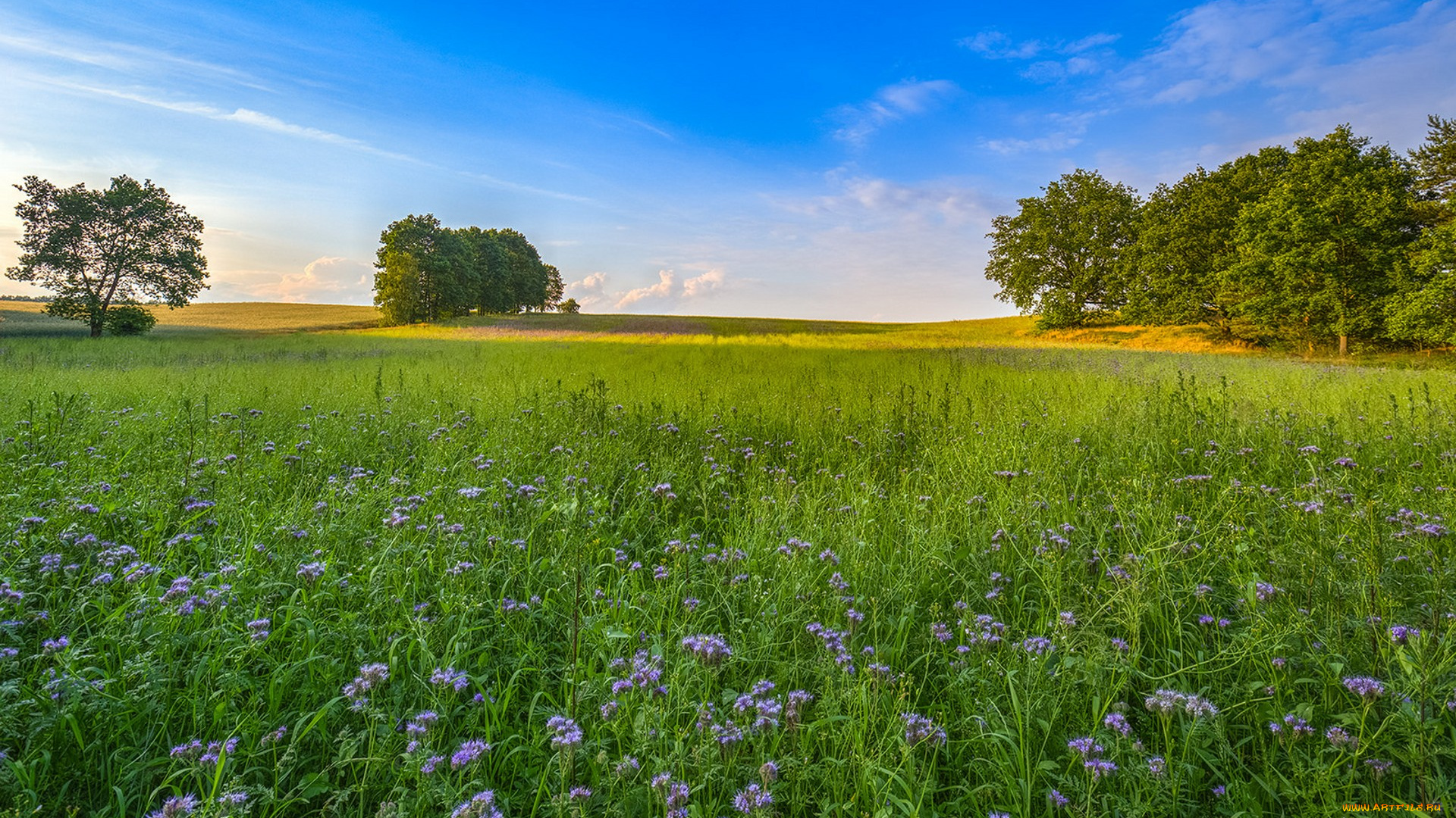 природа, поля, простор