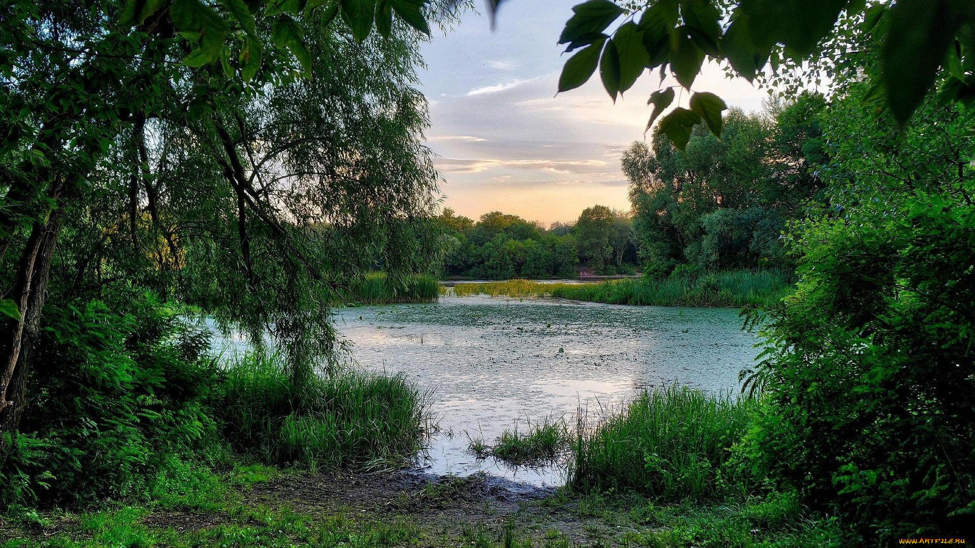 природа, реки, озера, заводь, закат, украина, киев, днепр