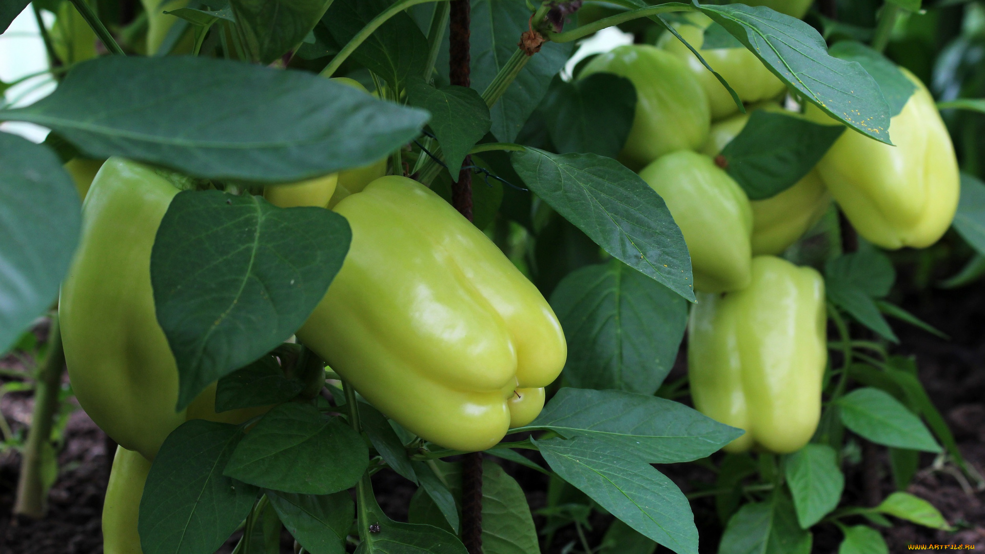 природа, урожай, теплица, перец, болгарский, овощи, вкусно, дача, красота, лето