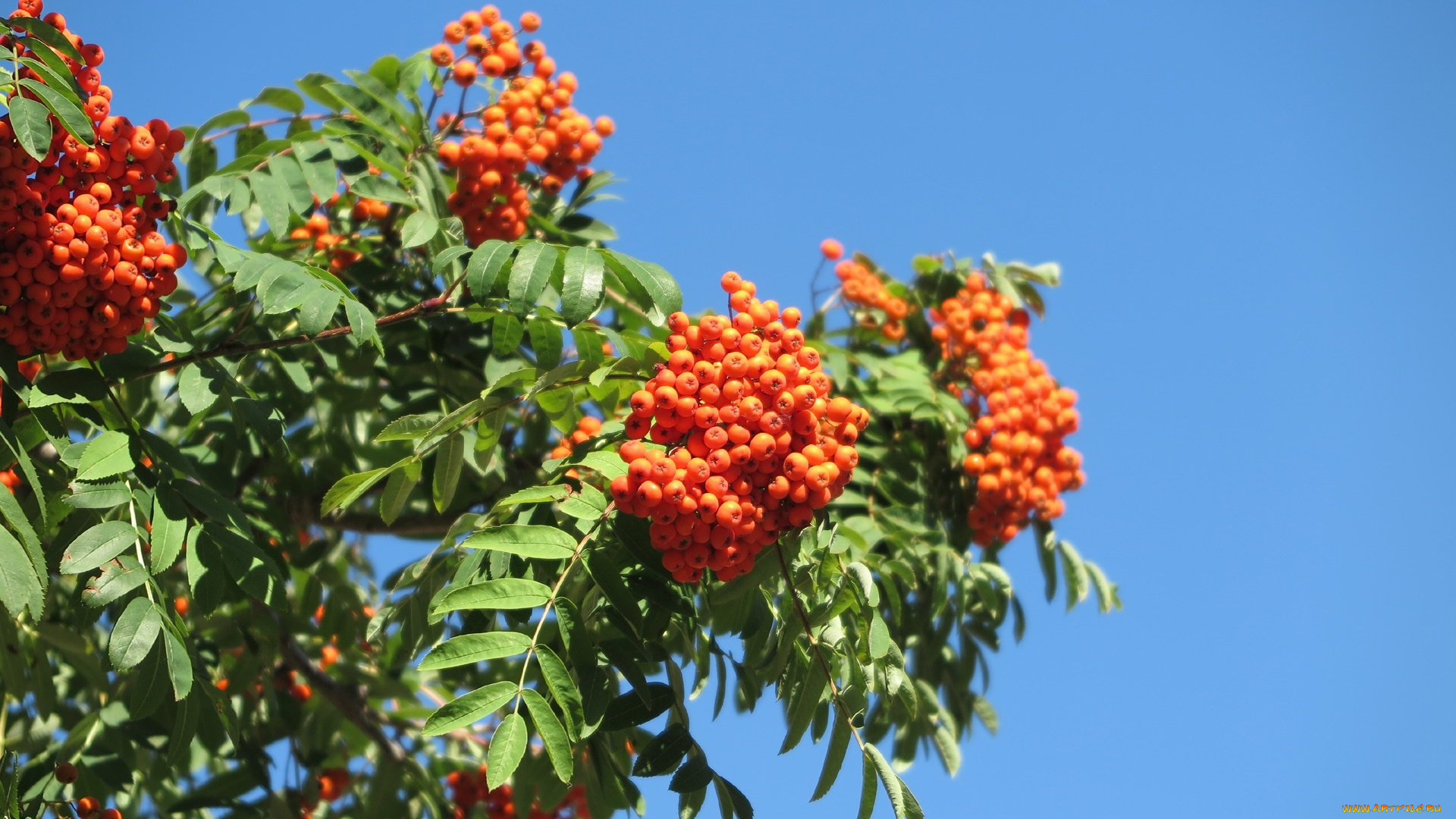 природа, Ягоды, , рябина, ягоды, рябина, листья, ветки