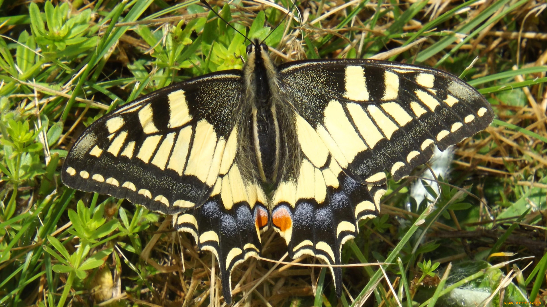 животные, бабочки, , мотыльки, , моли, бабочка