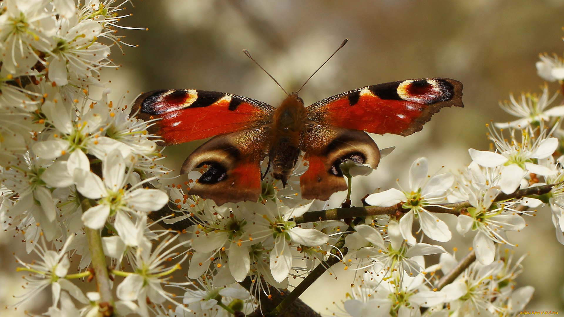 животные, бабочки, , мотыльки, , моли, бабочка