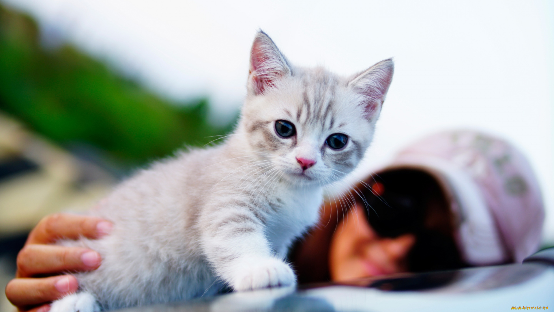 животные, коты, глаза, котик, малыш, фон