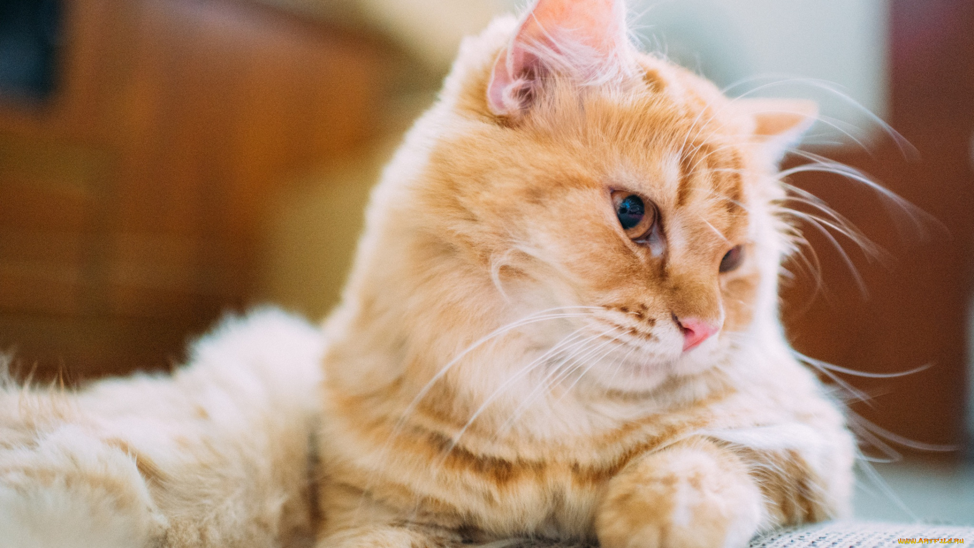 животные, коты, кошка, шерсть, глаза