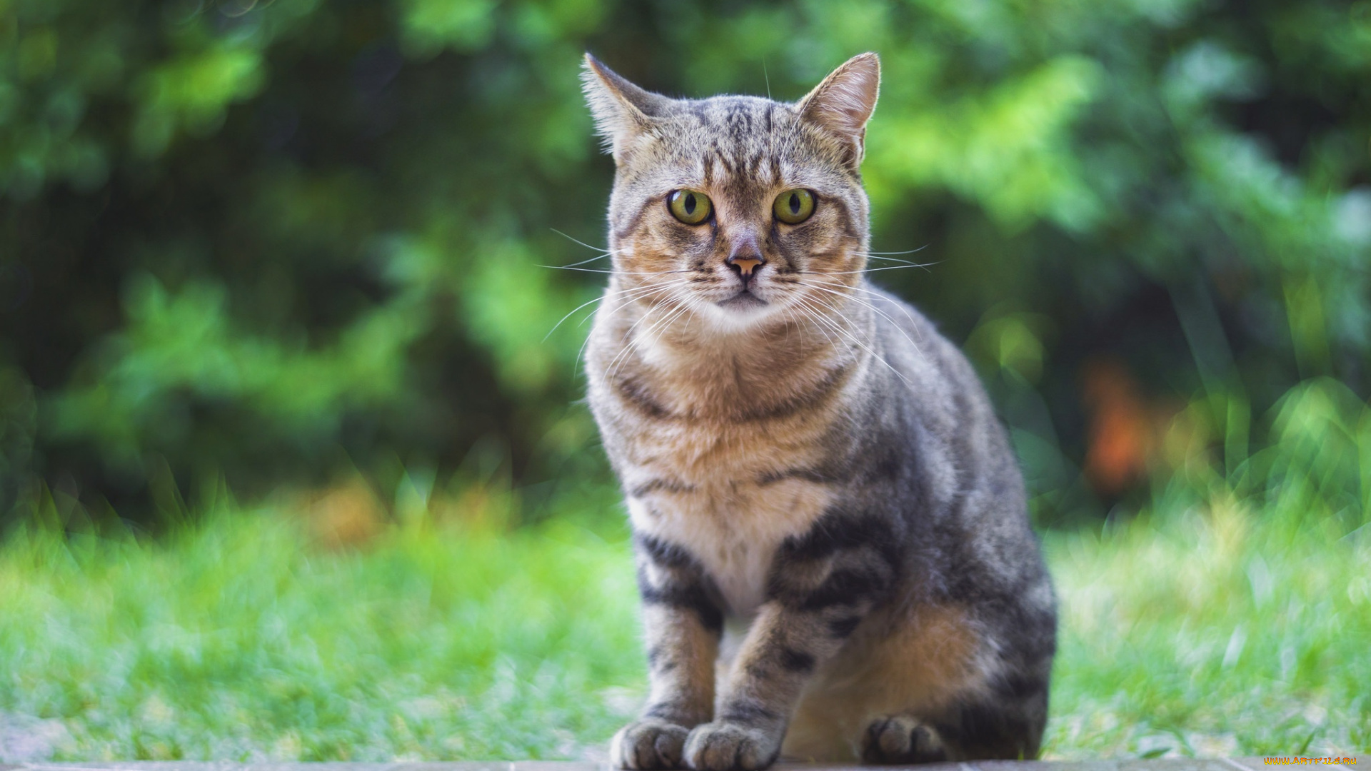 животные, коты, котейка, взгляд, фон