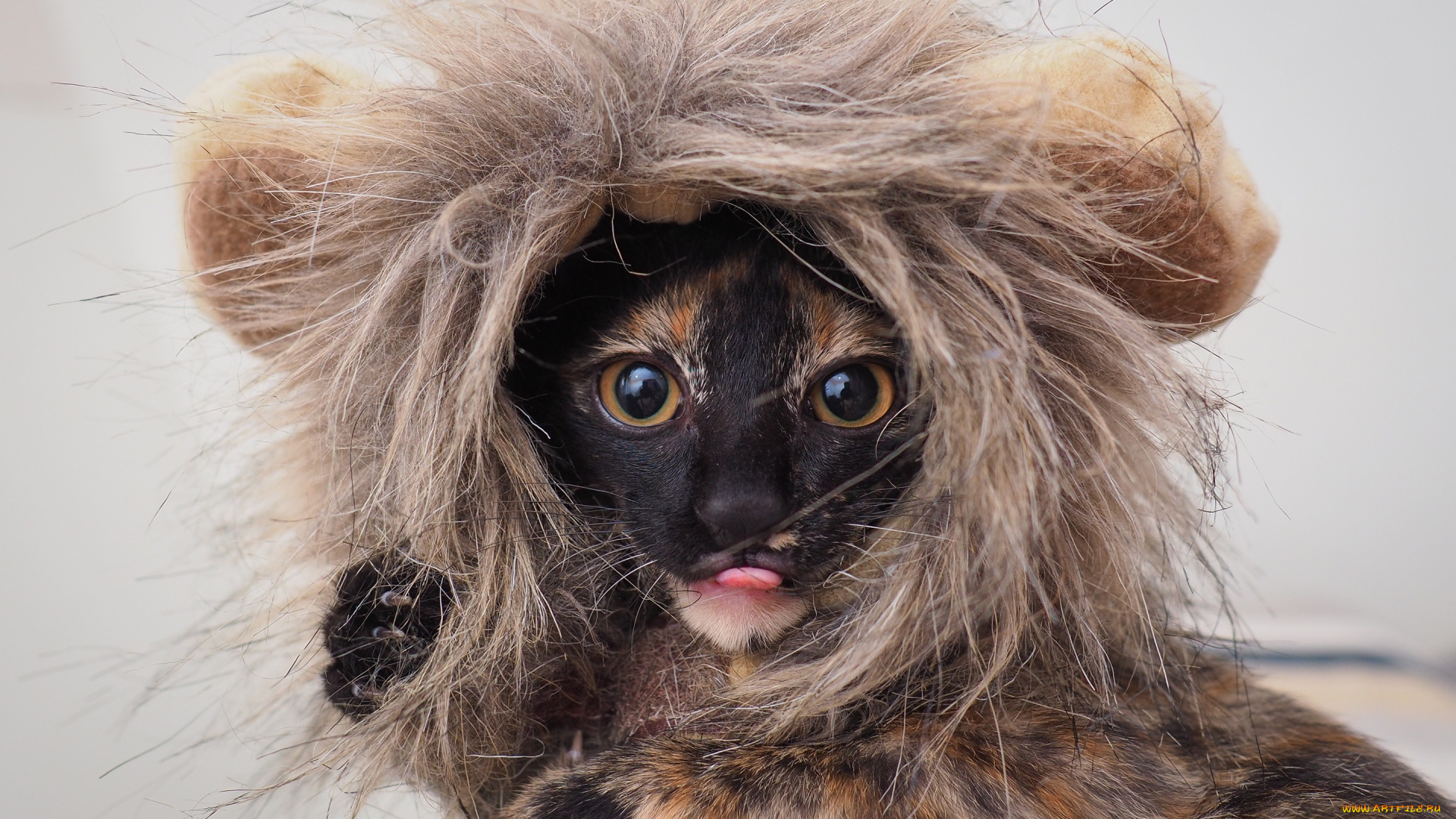 животные, коты, котенок, глаза, костюм