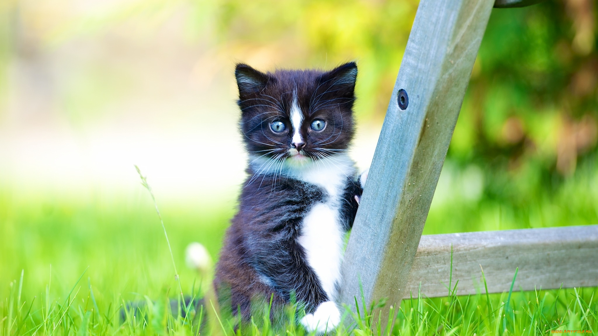 животные, коты, малыш, трава, взгляд, боке, котёнок