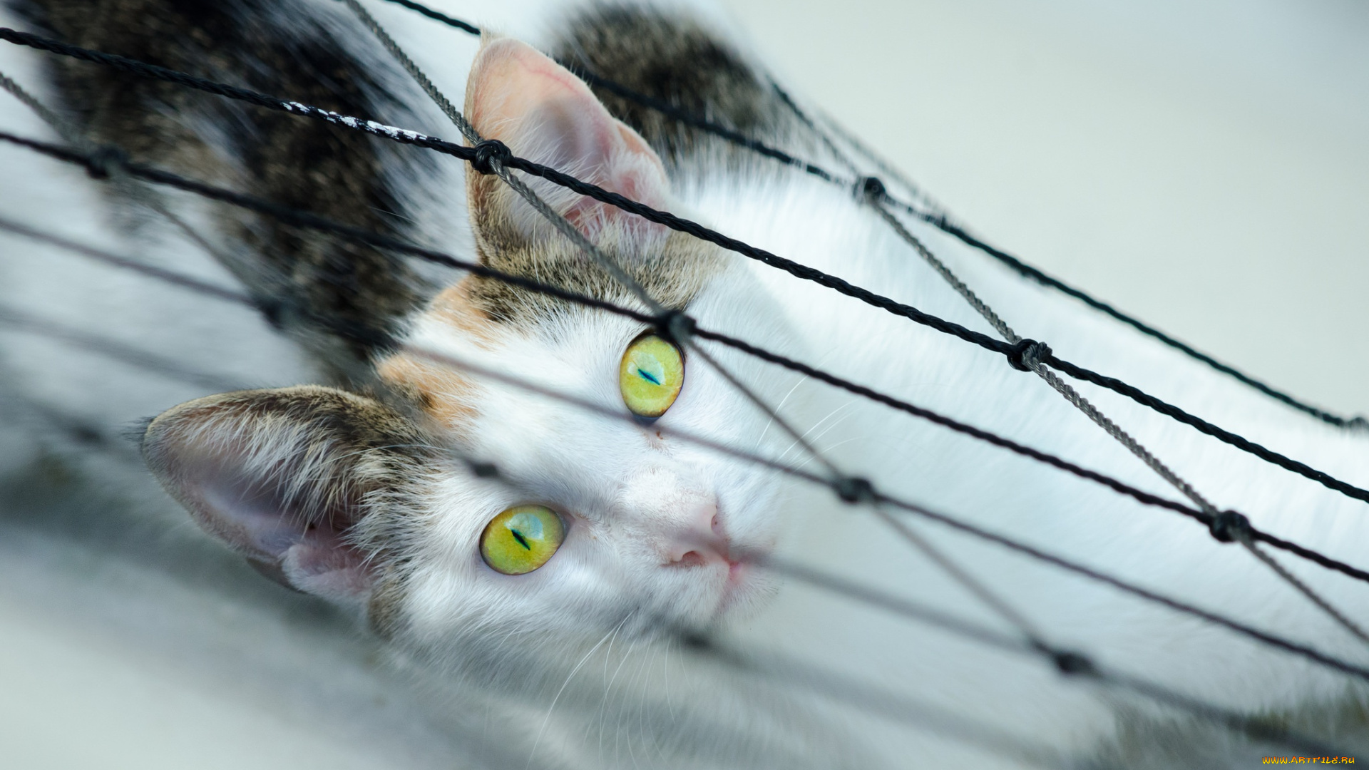 животные, коты, взгляд, глаза, фон, кот