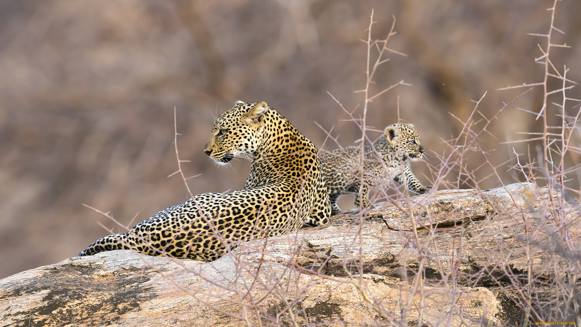 животные, леопарды, африка, кения, самбуру, леопард