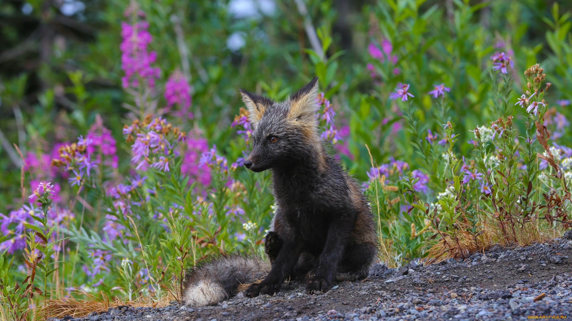 животные, лисы, животное, трава, лисица, природа, цветы
