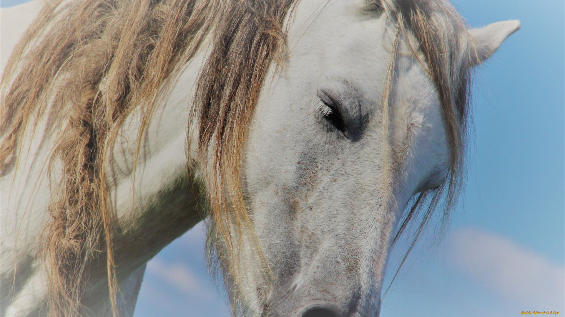 животные, лошади, грива, лошадь, конь