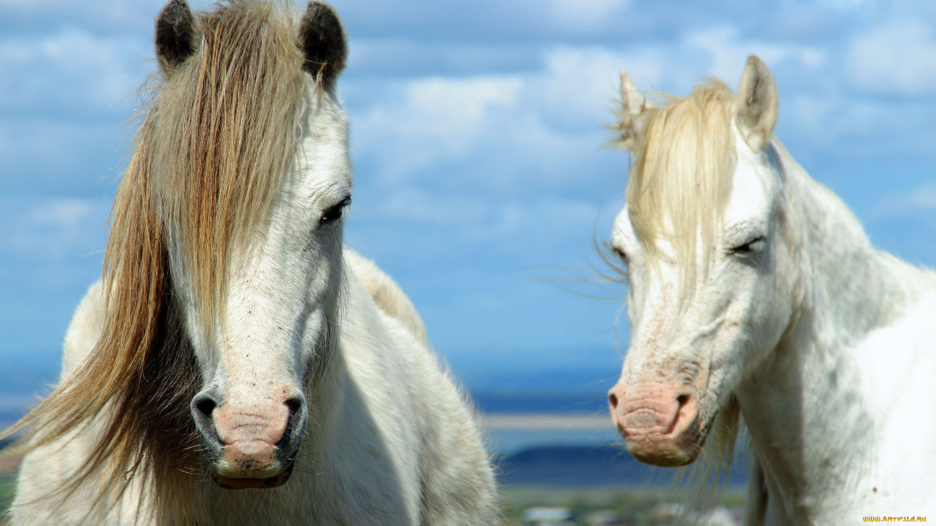 животные, лошади, грива, пара, кони