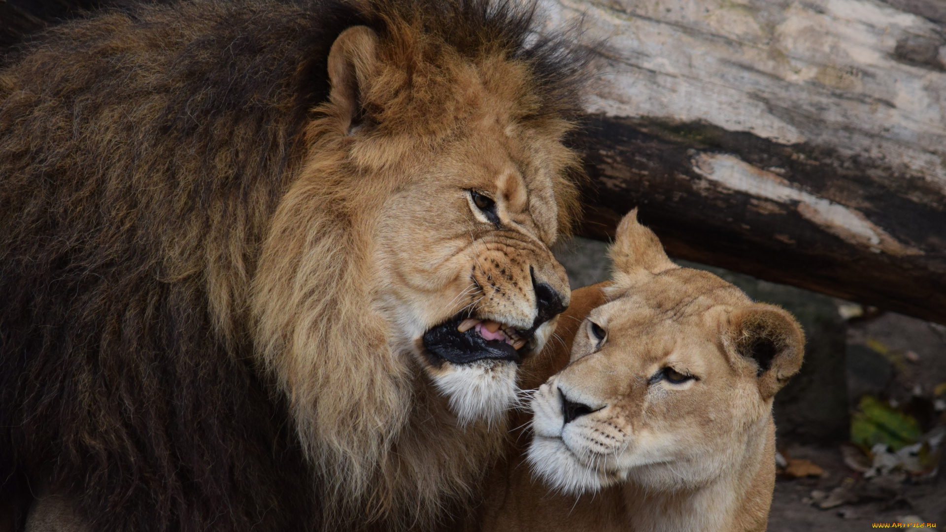 животные, львы, львица, лев, рык