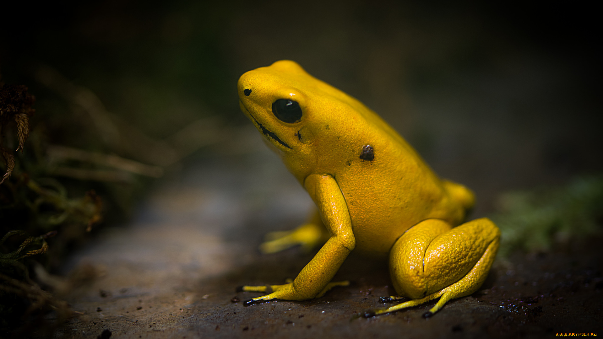 животные, лягушки, природа, желтая, лягушка, трава, макро