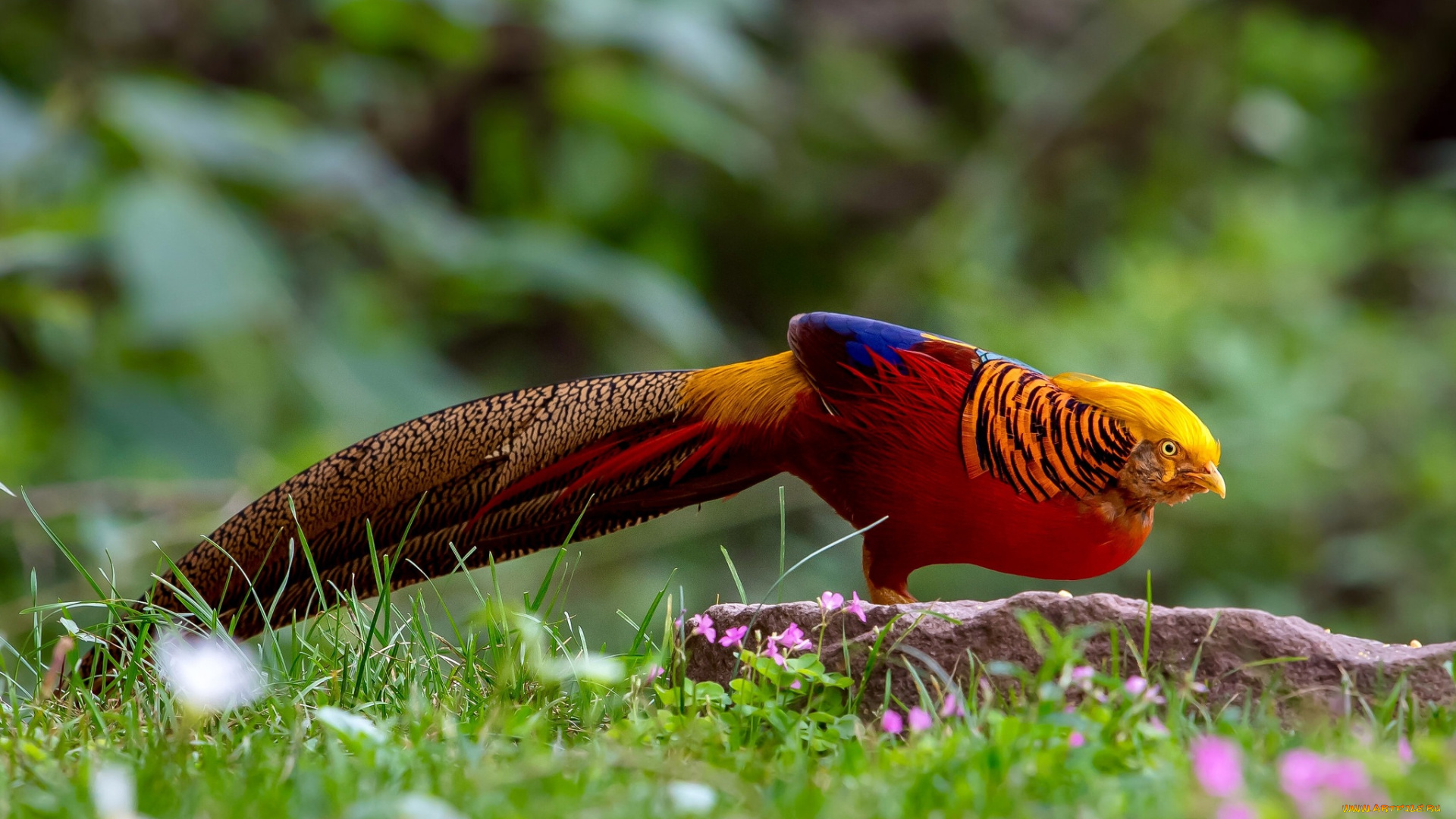 животные, птицы, природа, трава, хвост, птица