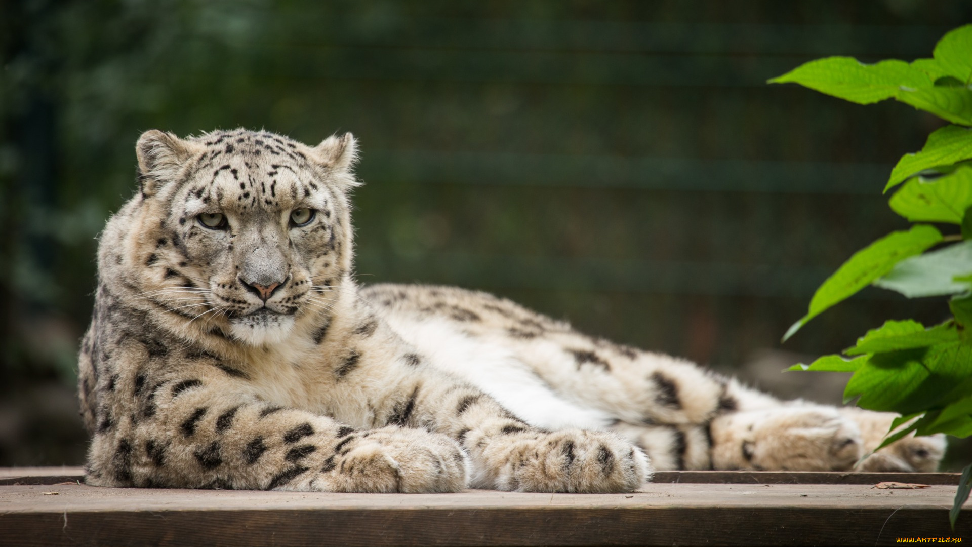 животные, снежный, барс, , ирбис, отдых, растения, взгляд
