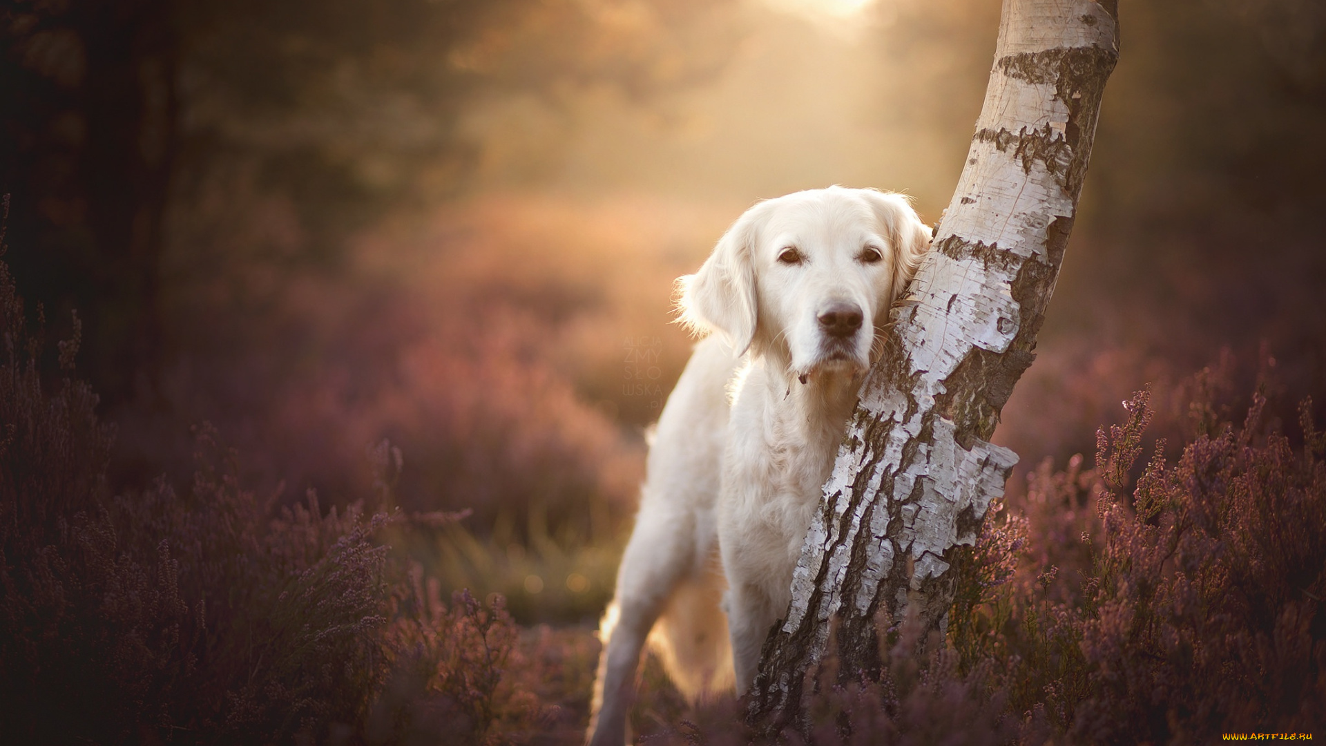 животные, собаки, дерево, боке, собака, взгляд, берёза, вереск