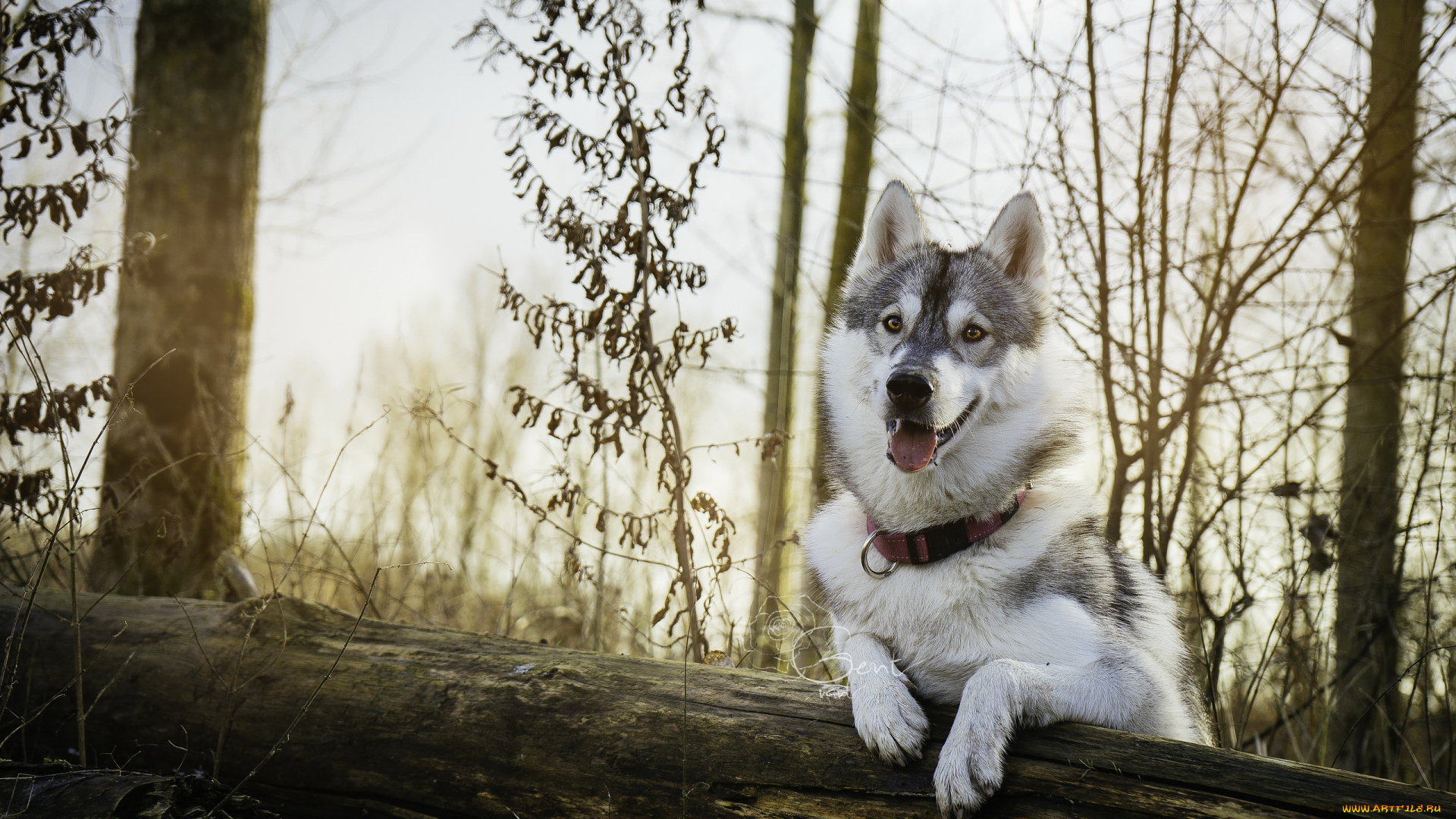 животные, собаки, лес, друг, собака