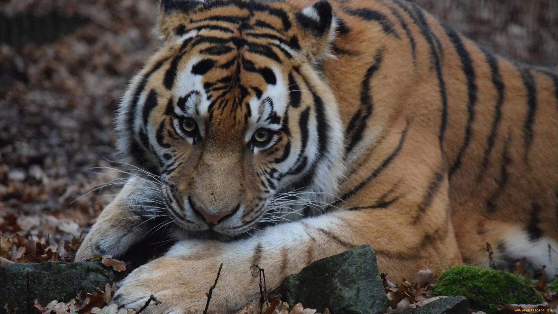 животные, тигры, амурский, тигр, морда, взгляд, шерсть