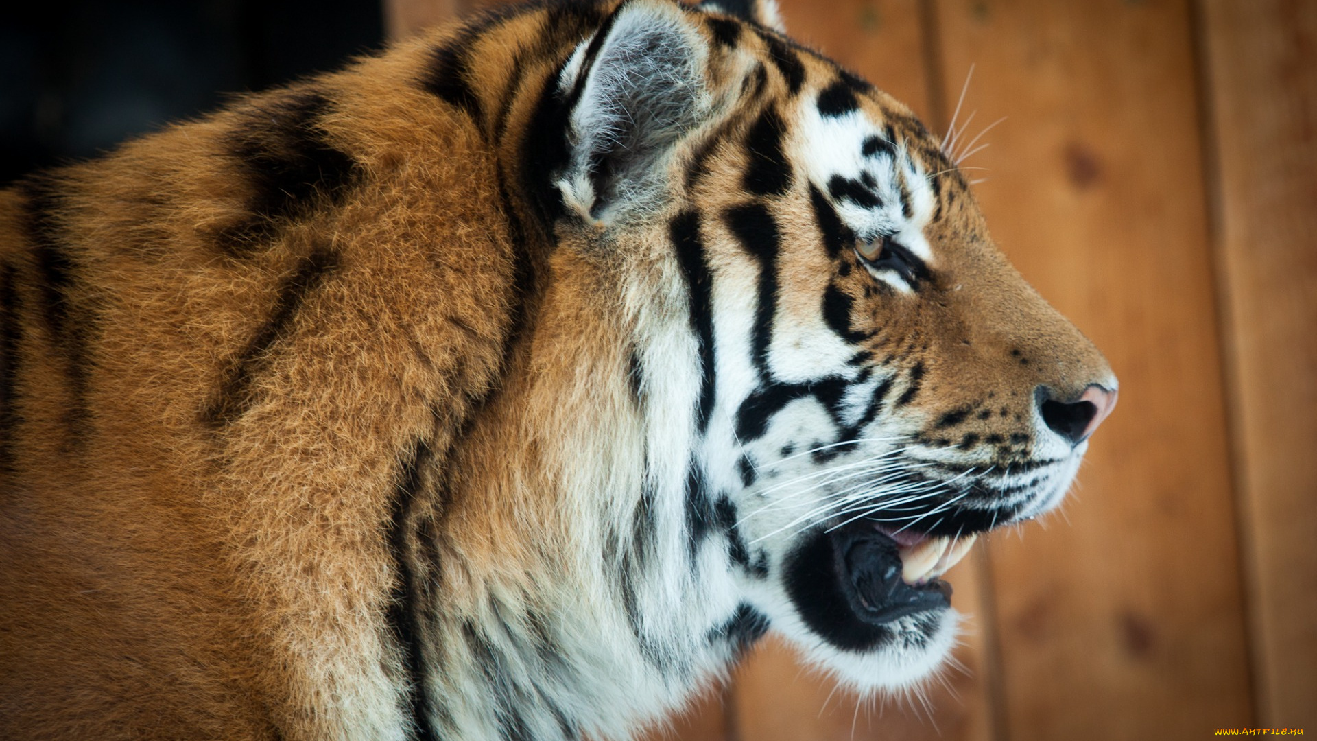 животные, тигры, анфас, морда