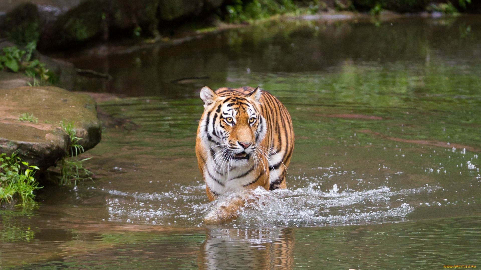 животные, тигры, камни, растения, водоем
