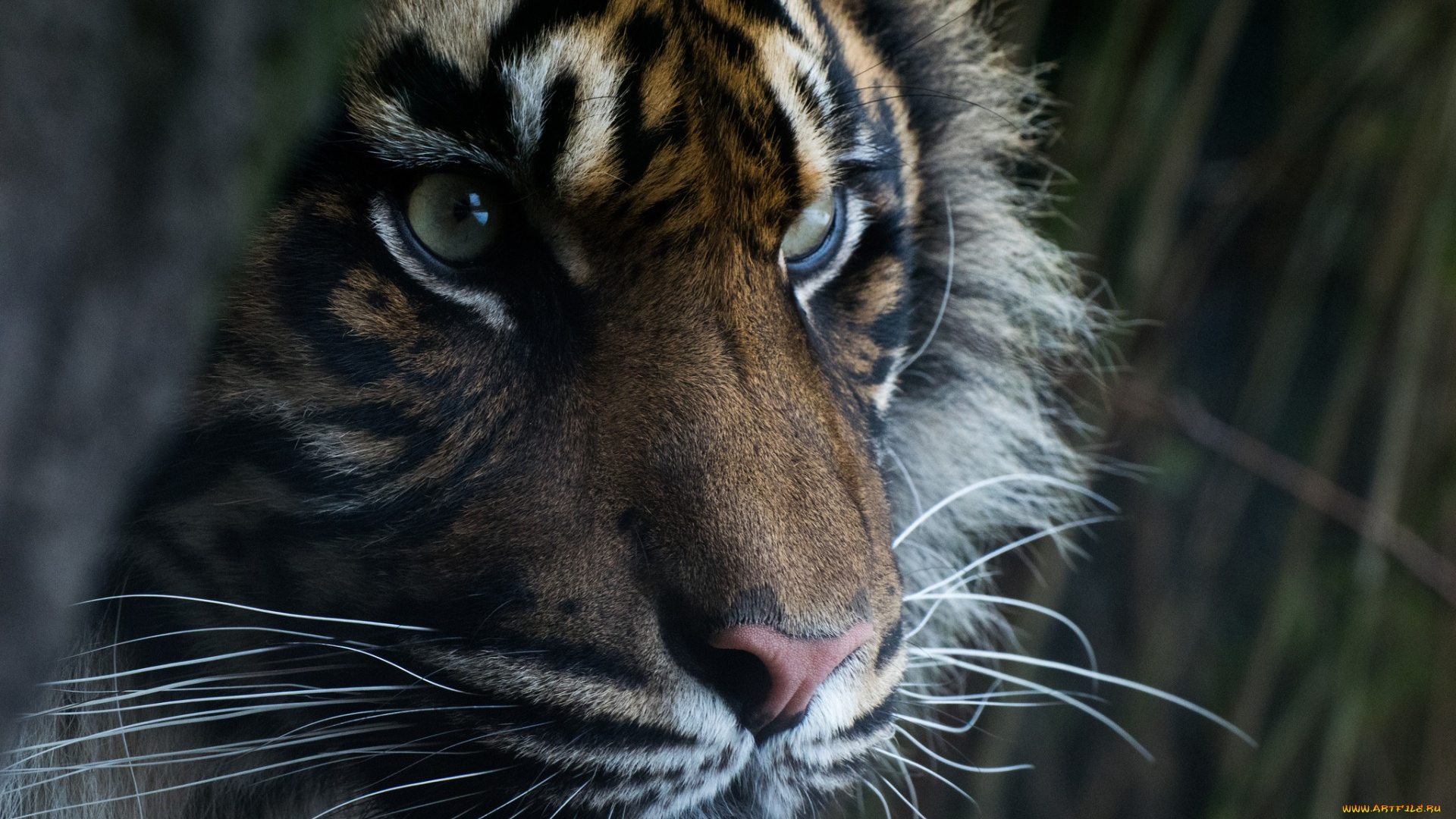 животные, тигры, морда