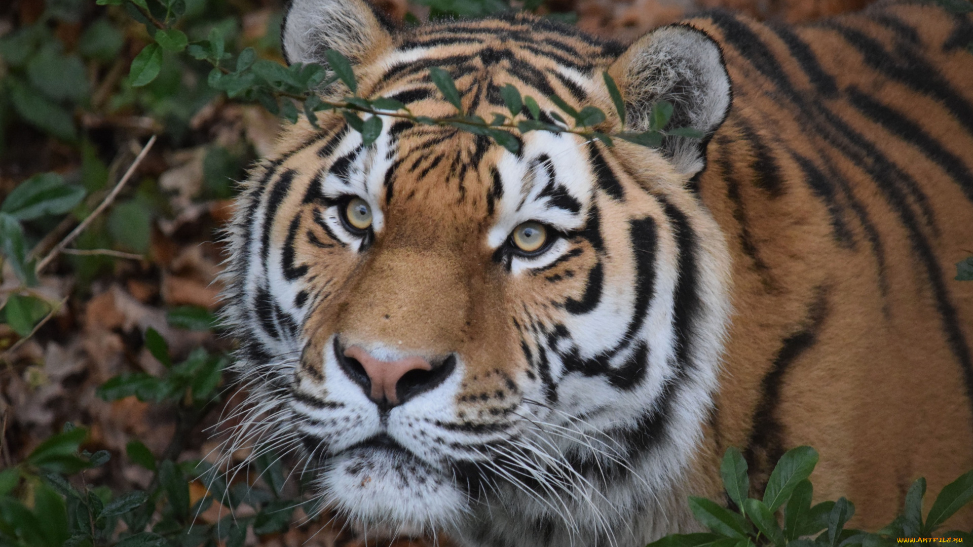 животные, тигры, шерсть, взгляд, морда, амурский, тигр