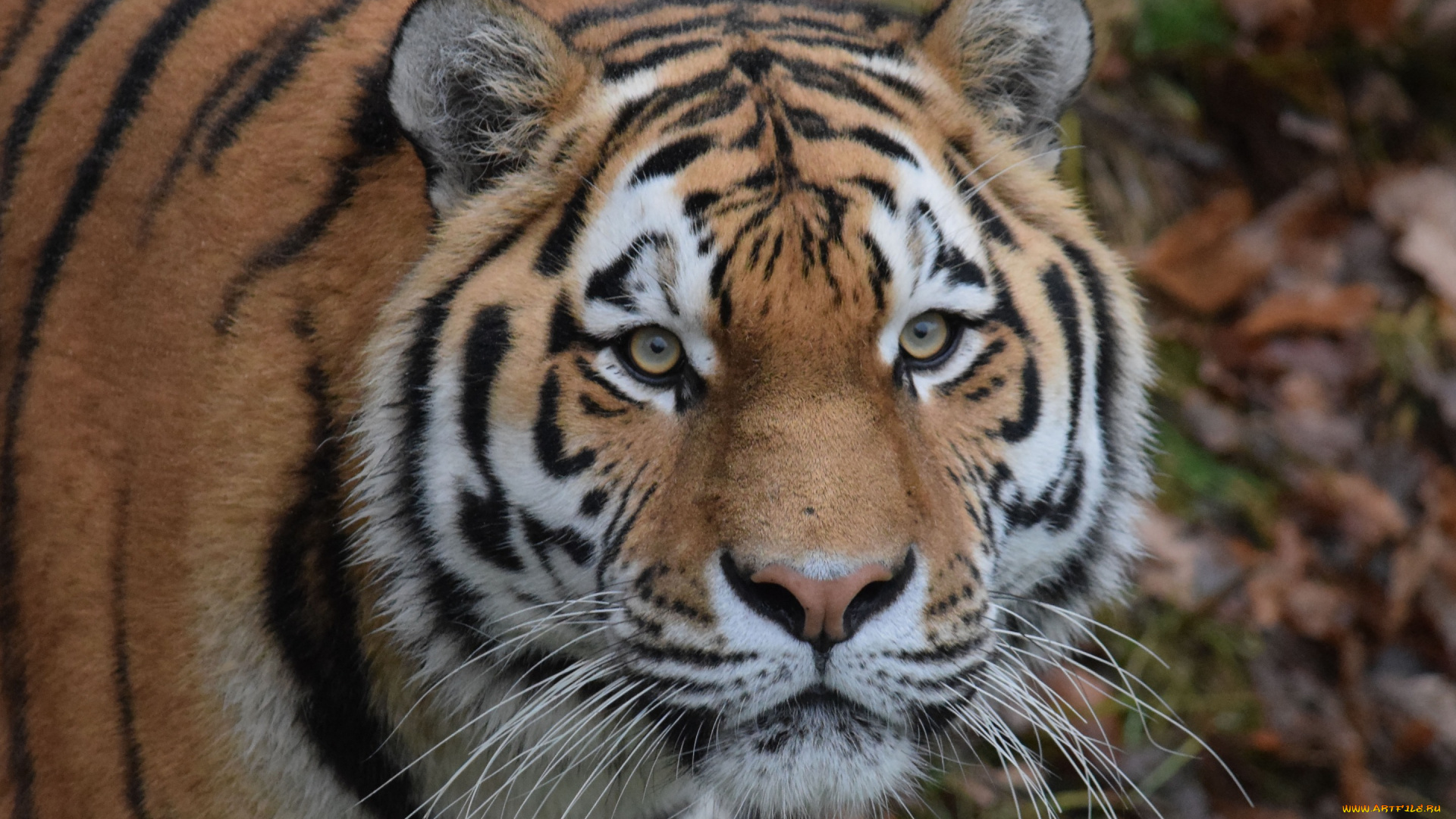 животные, тигры, взгляд, амурский, тигр, шерсть, морда