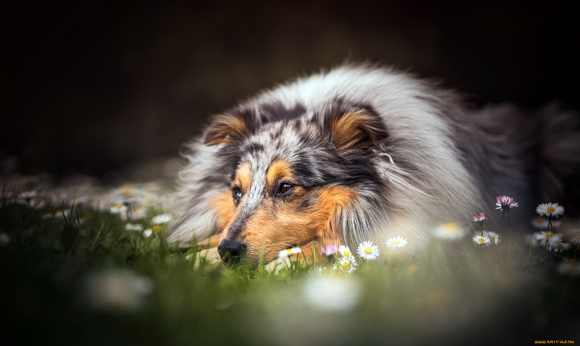 животные, собаки, лето, собака, друг, взгляд