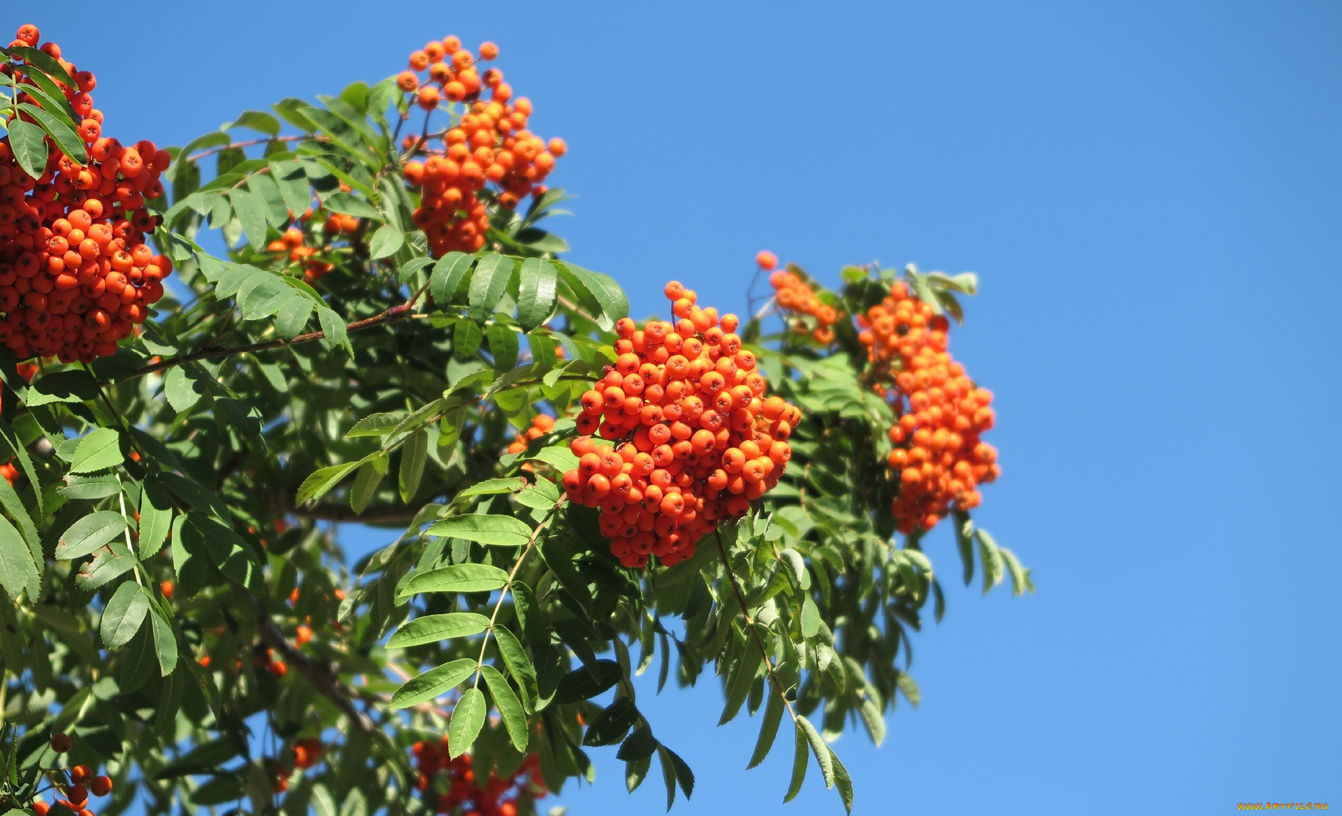 природа, Ягоды, , рябина, ягоды, рябина, листья, ветки