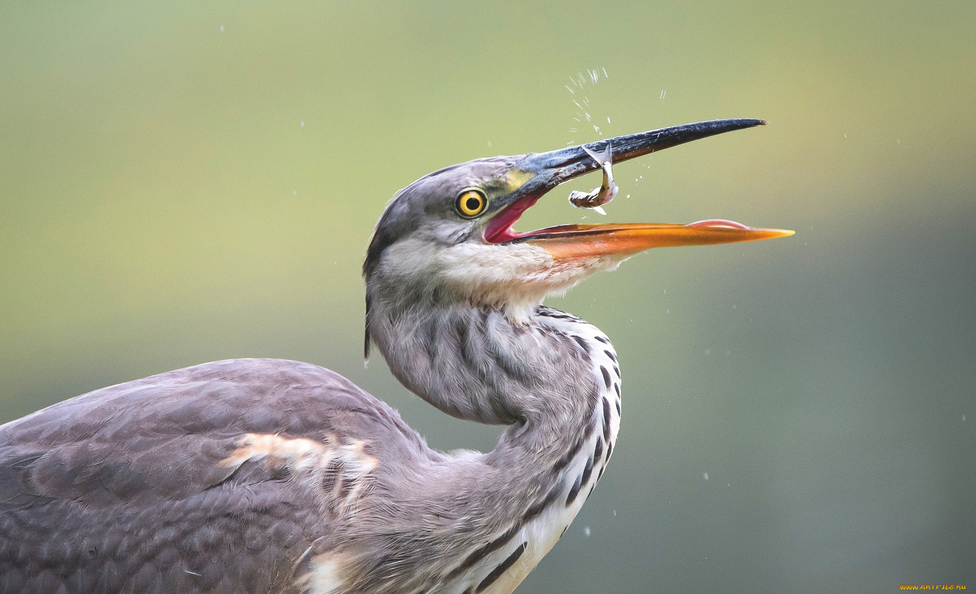 животные, цапли, , выпи, птица, цапля, клюв, рыбка, добыча