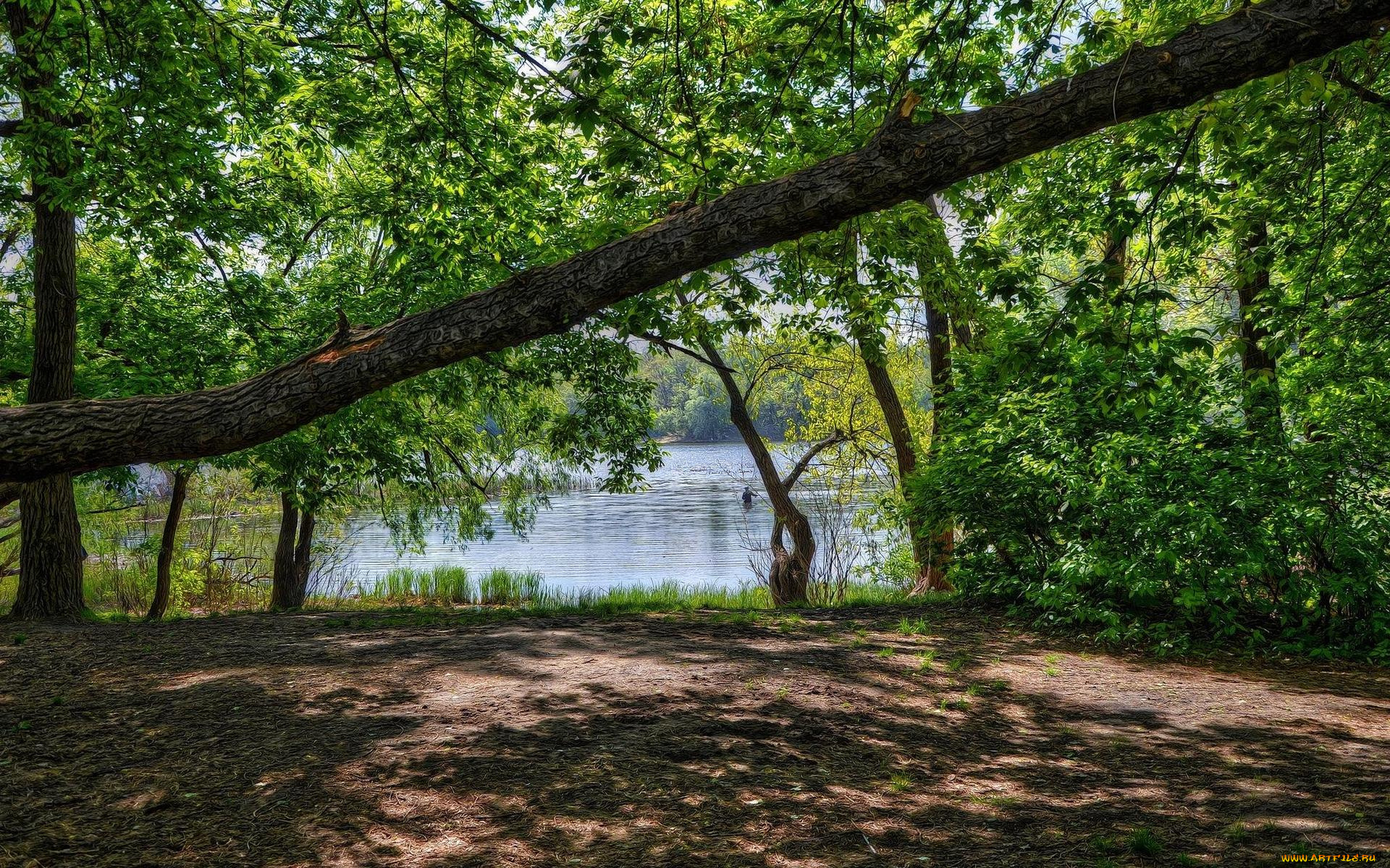 природа, реки, озера, днепр, киев, заводь, закат, украина