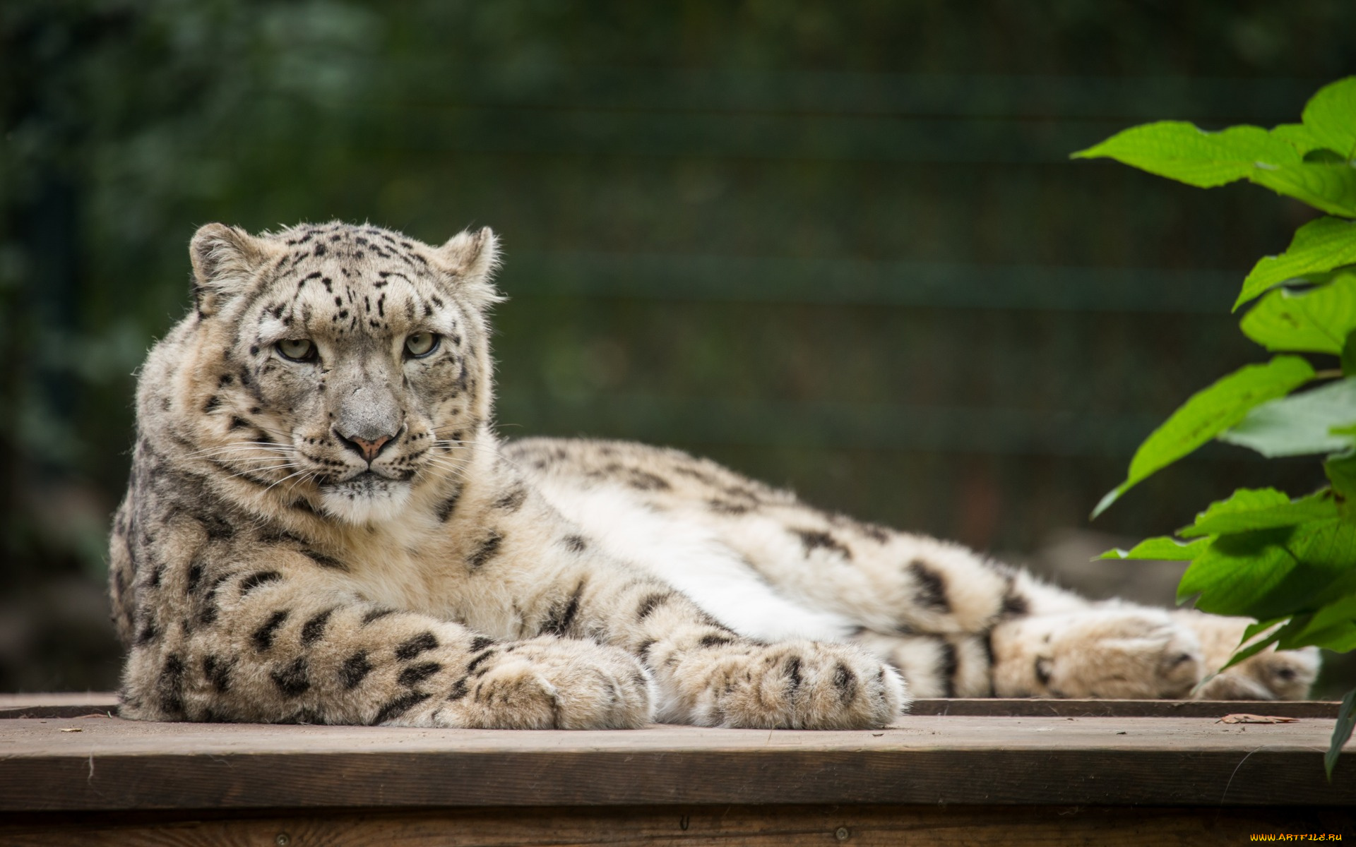 животные, снежный, барс, , ирбис, отдых, растения, взгляд