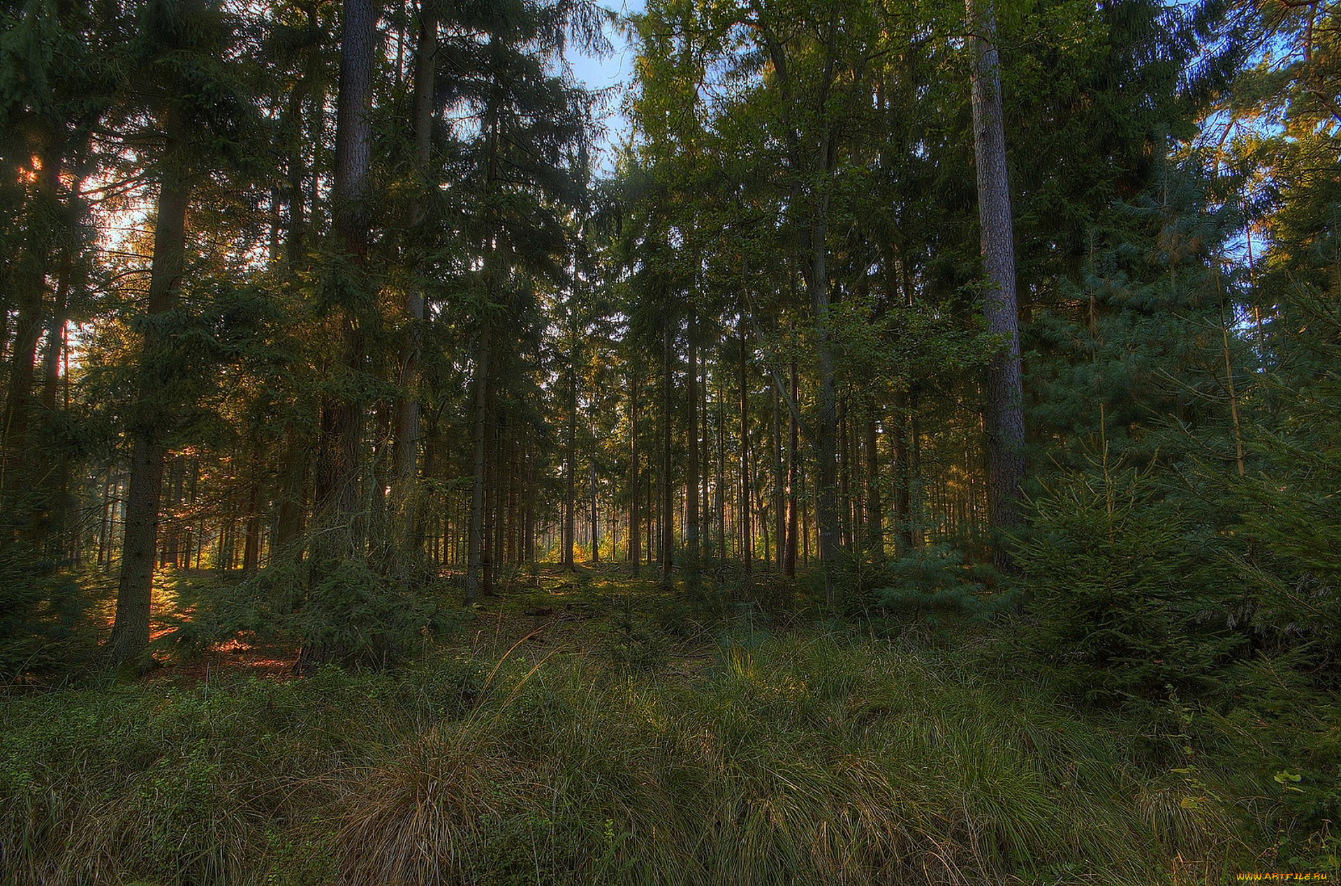 природа, лес, простор