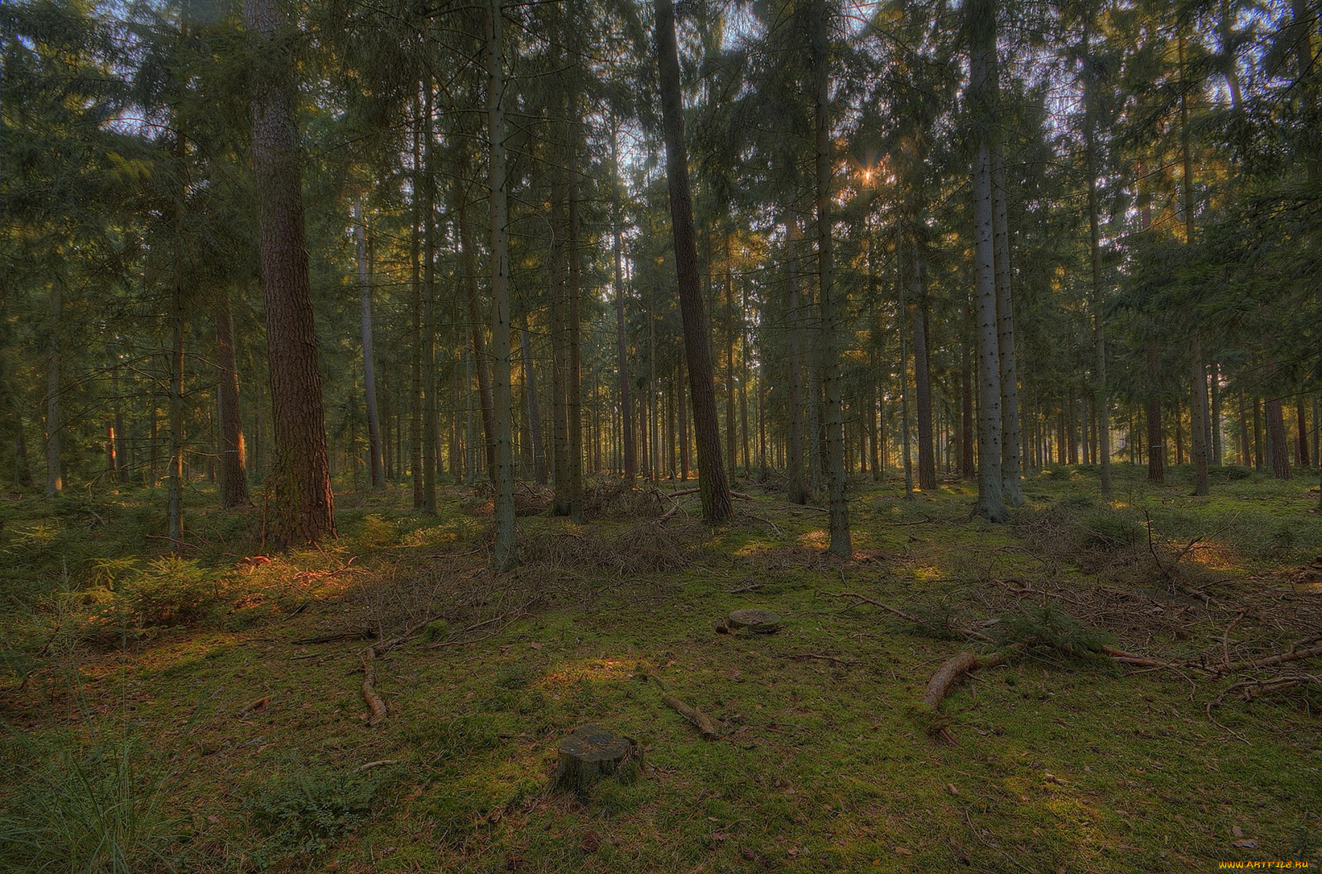 природа, лес, простор