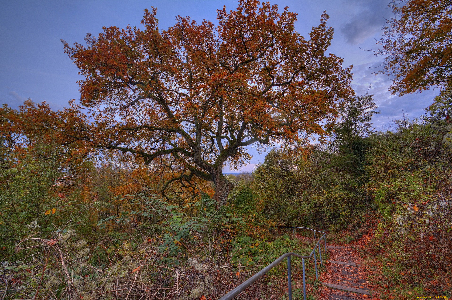 природа, лес, простор