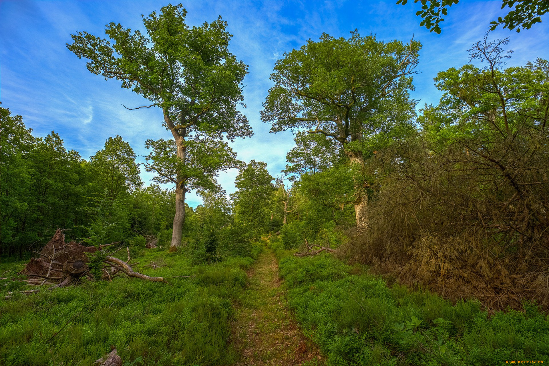 природа, дороги, простор