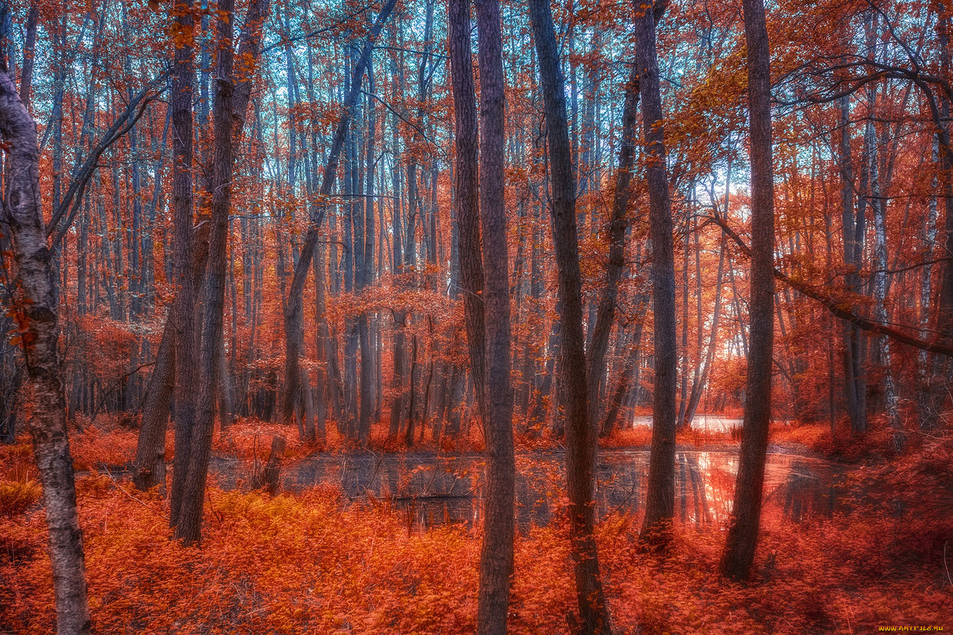 природа, лес, простор