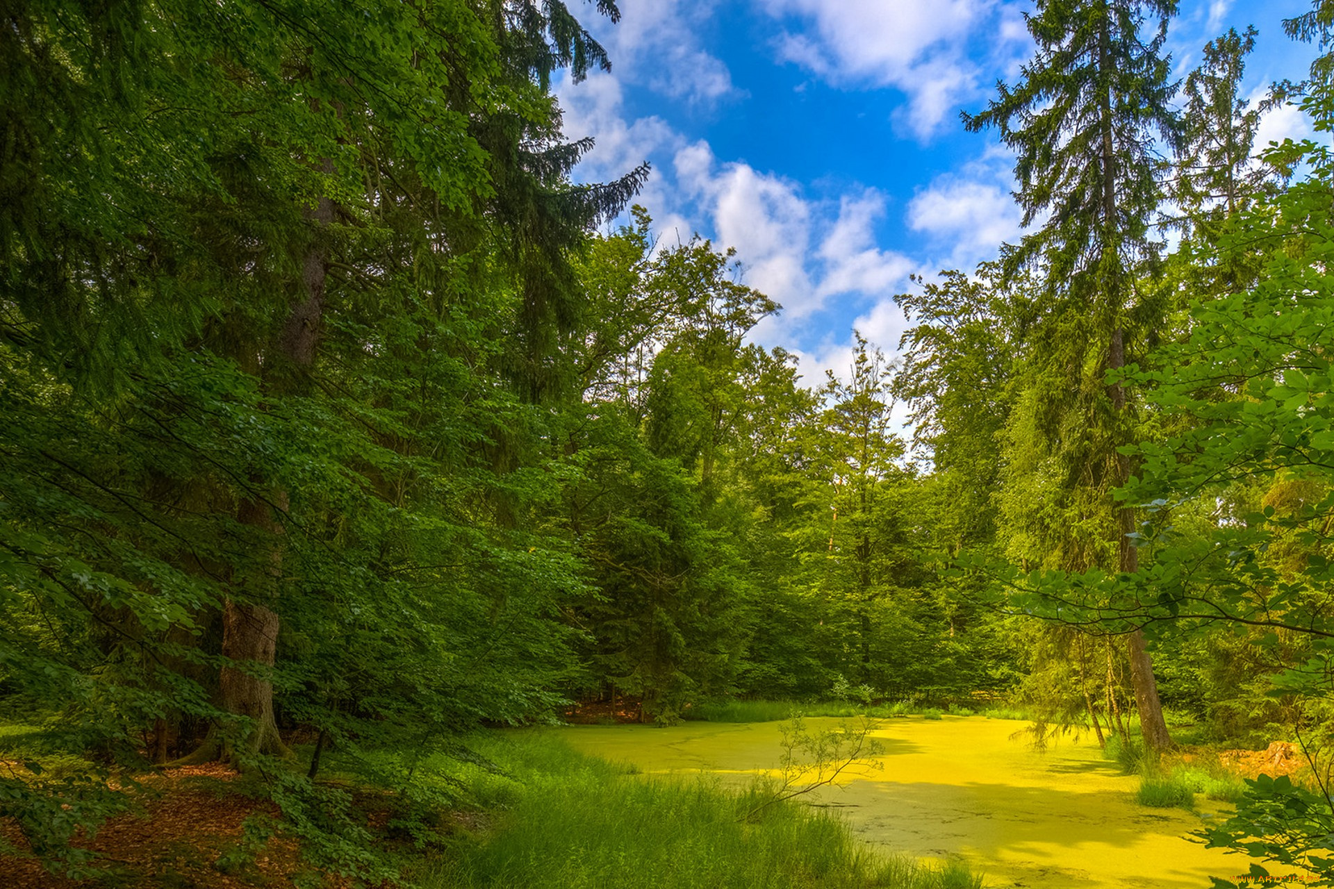 природа, лес, простор