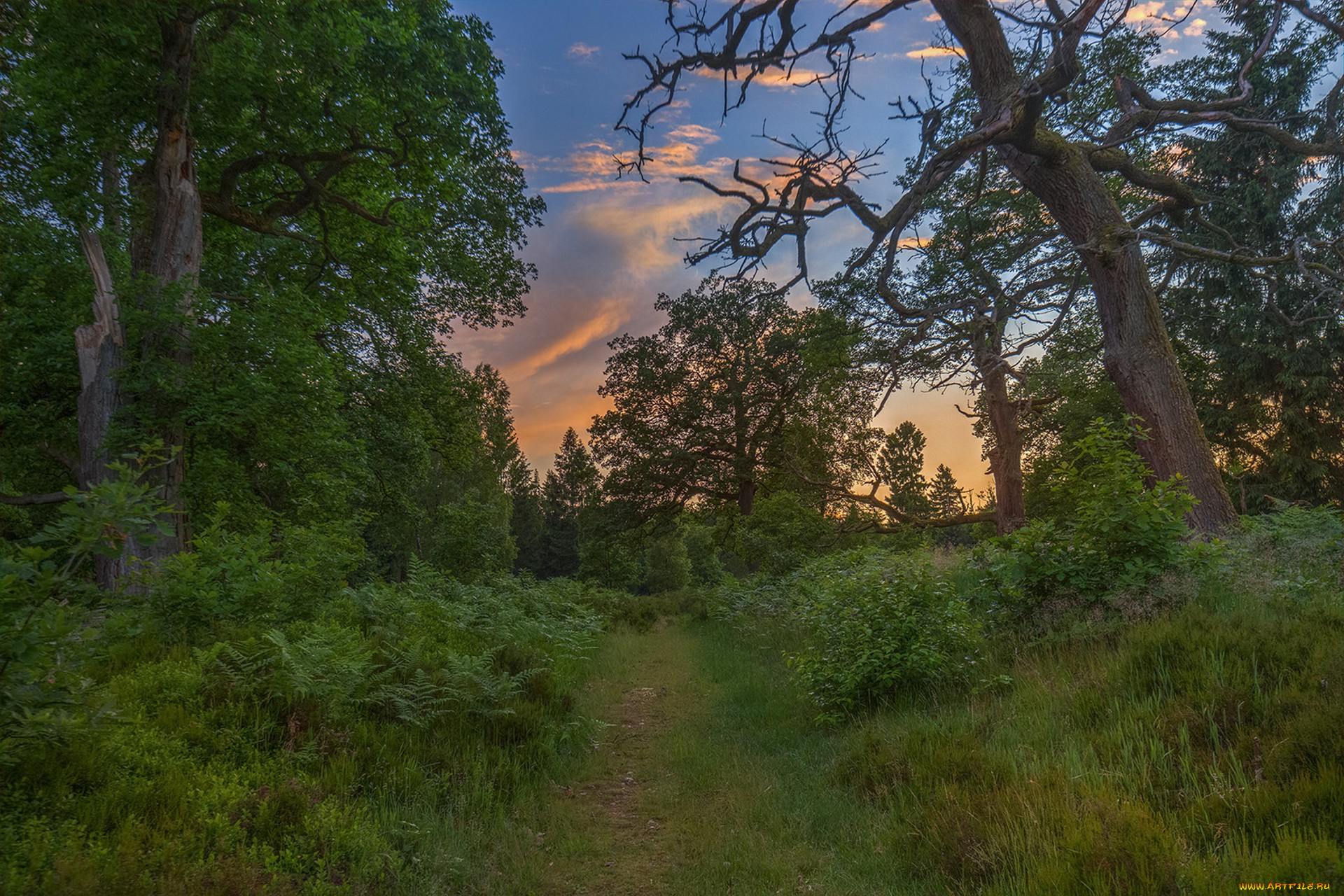 природа, лес, простор