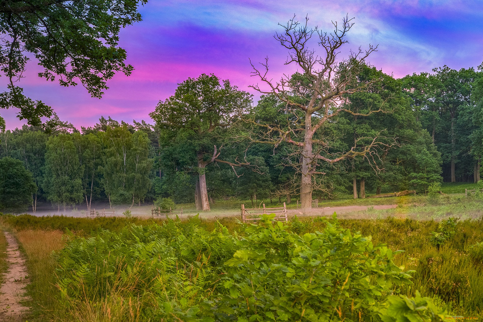 природа, лес, простор