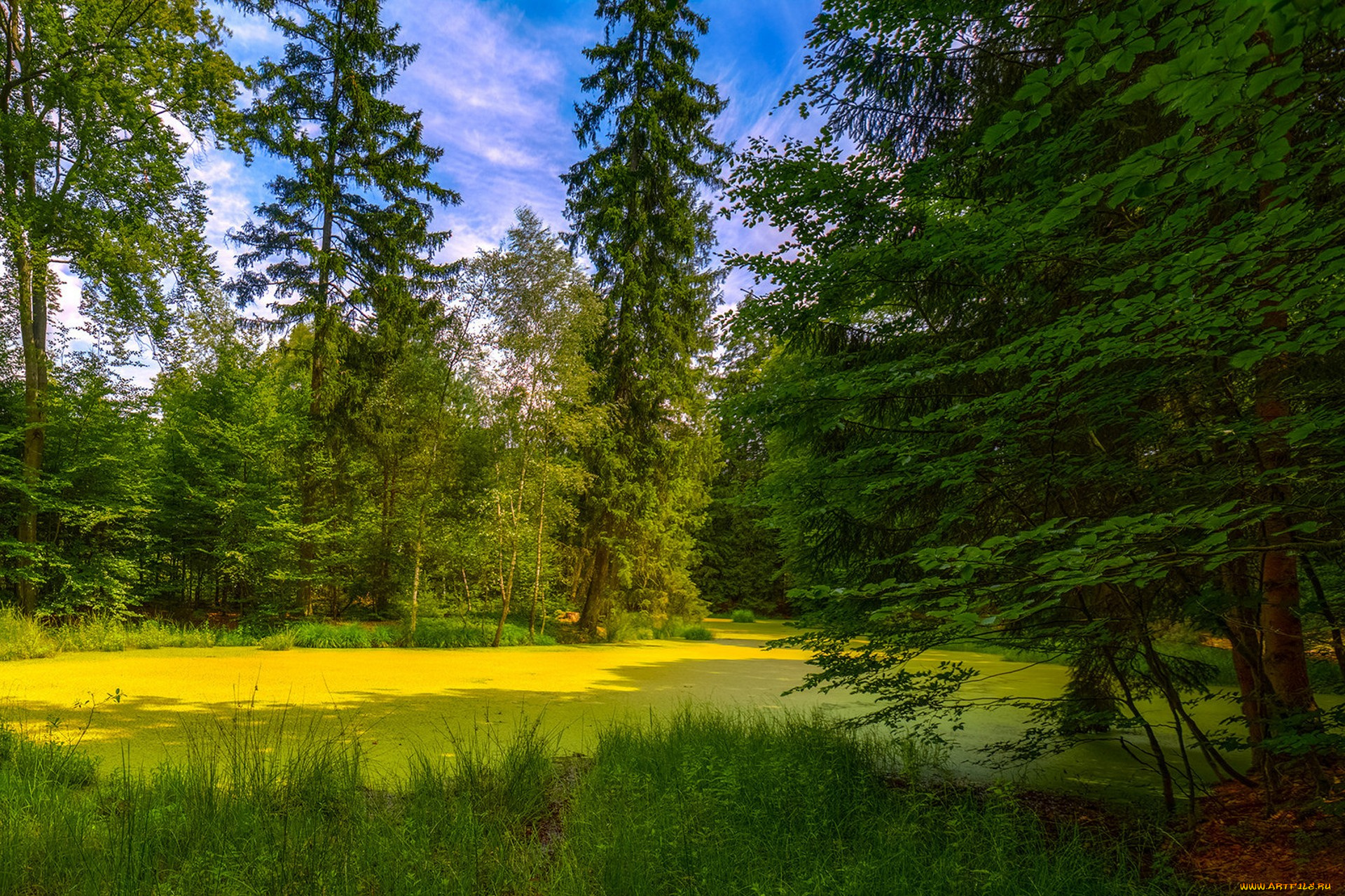 природа, лес, простор