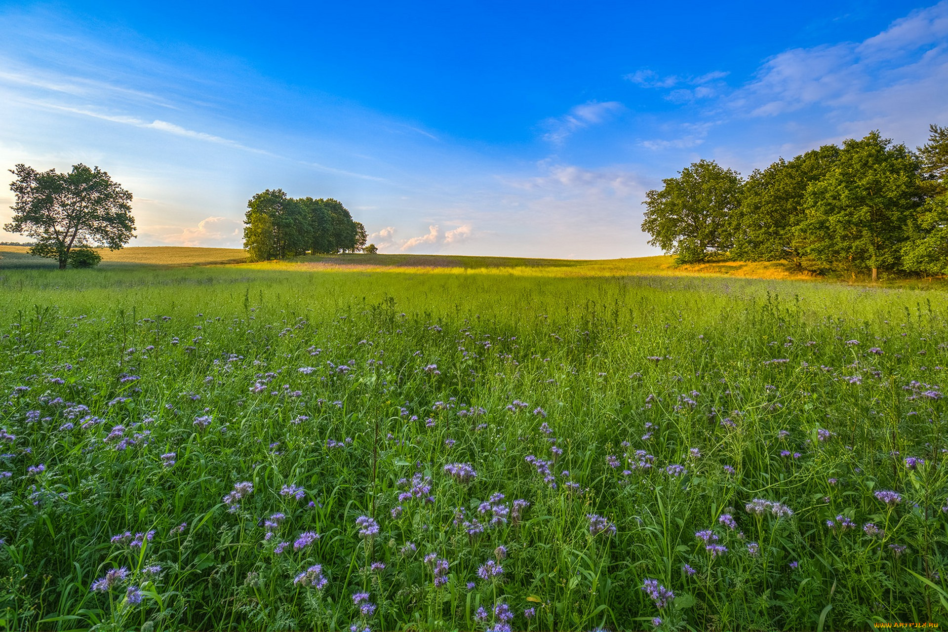 природа, поля, простор