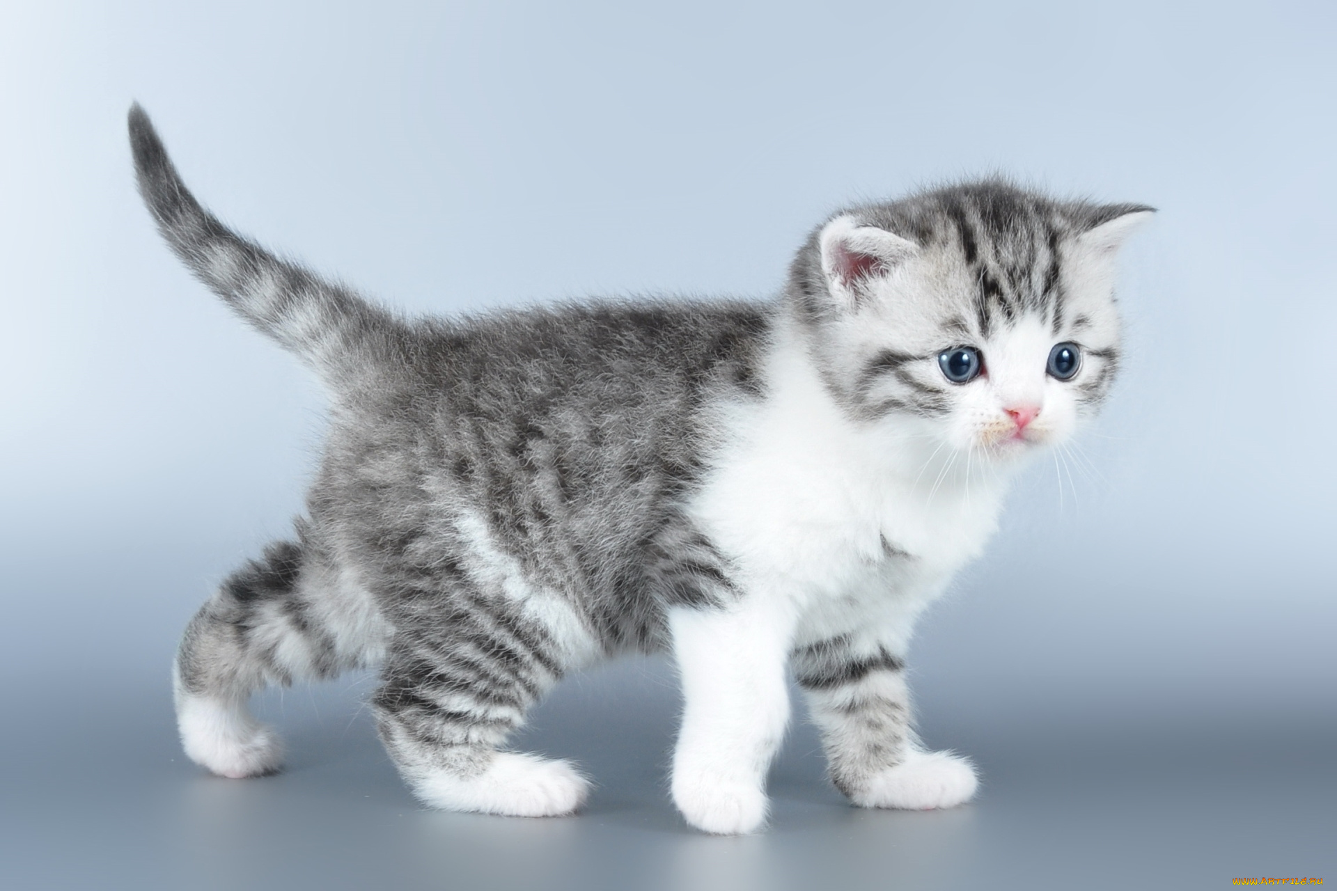 животные, коты, котенок, милый, малыш